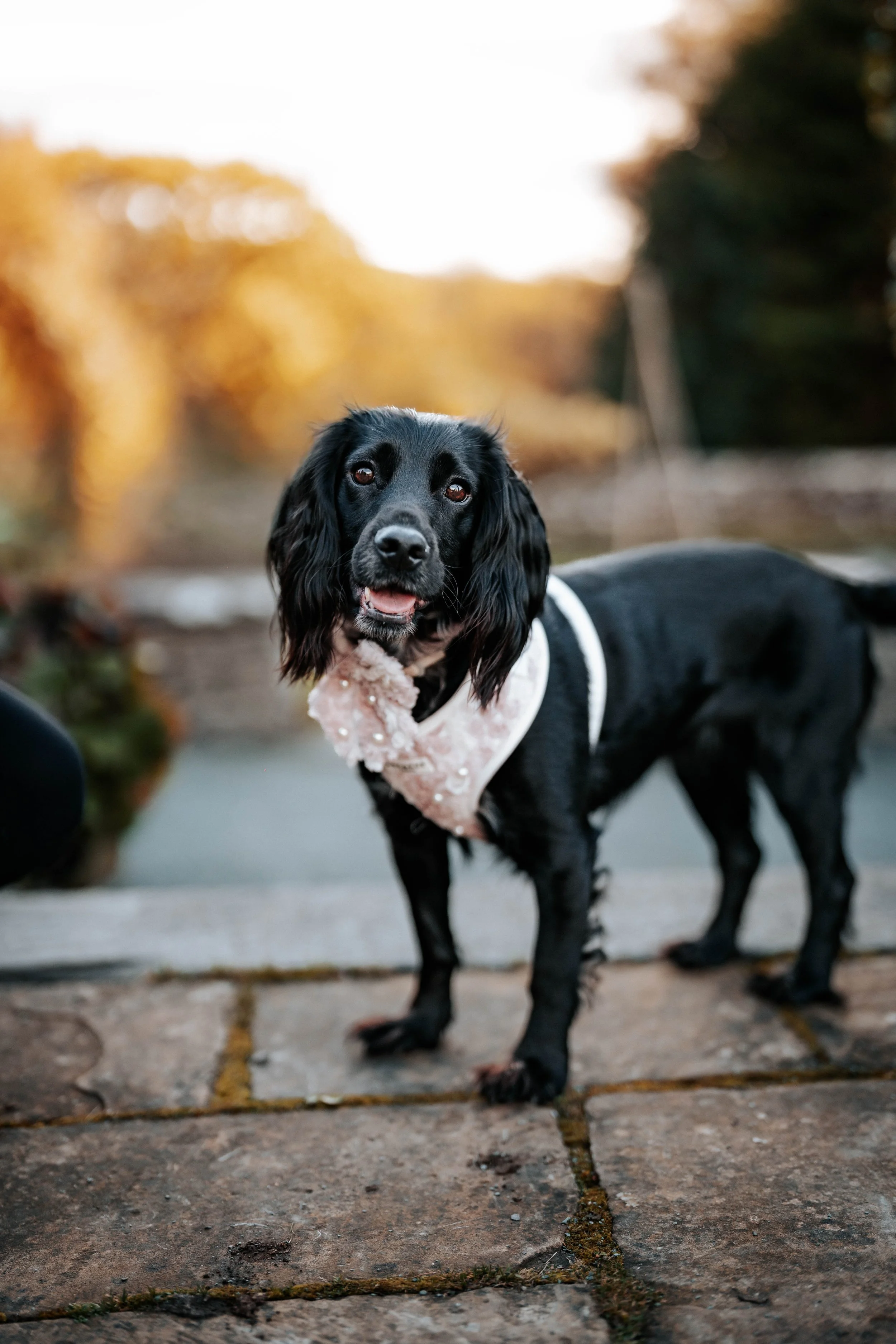 Jack & Willow -- Cragwood Country House Hotel-11.jpg