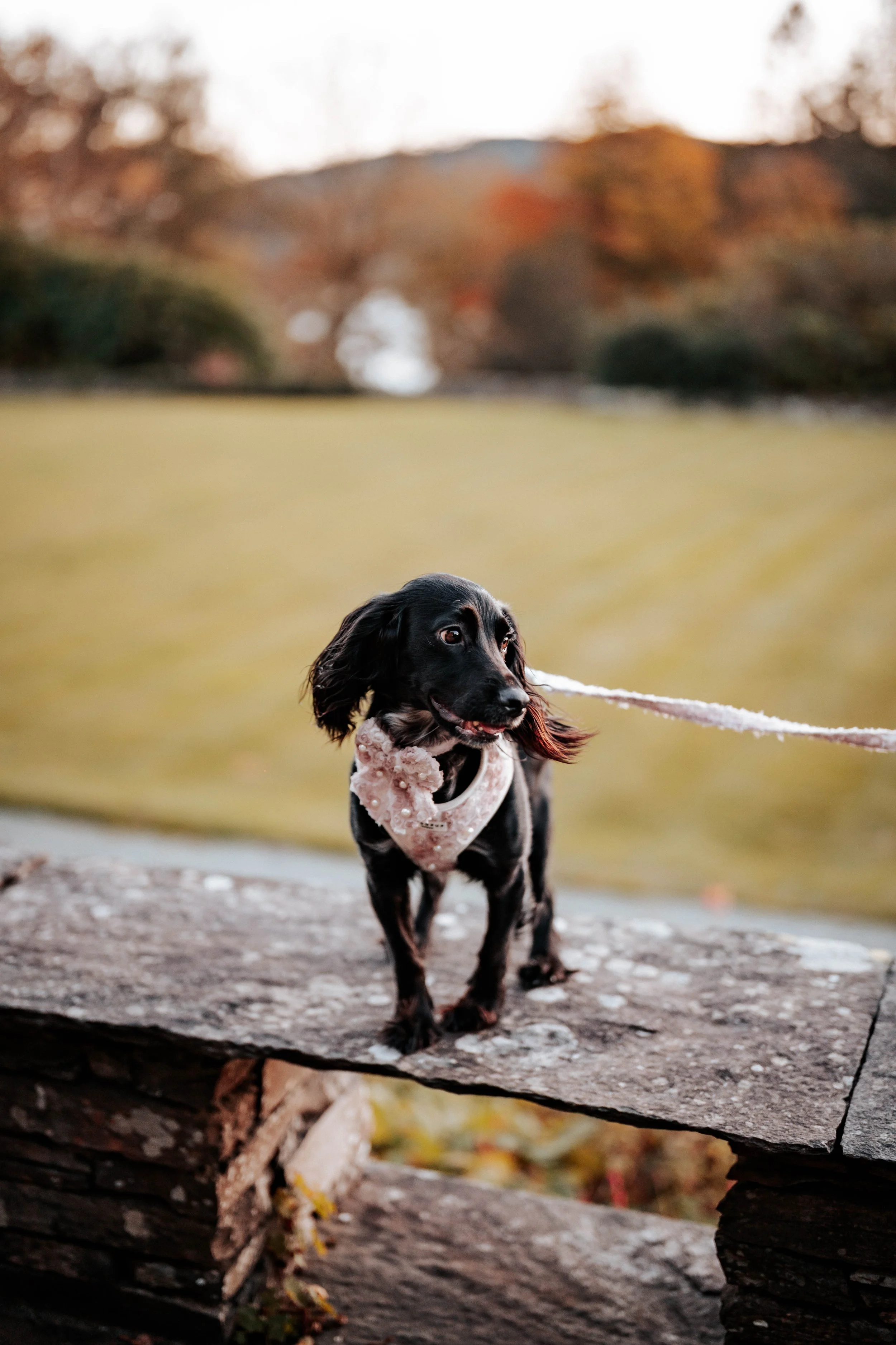 Jack & Willow -- Cragwood Country House Hotel-199.jpg
