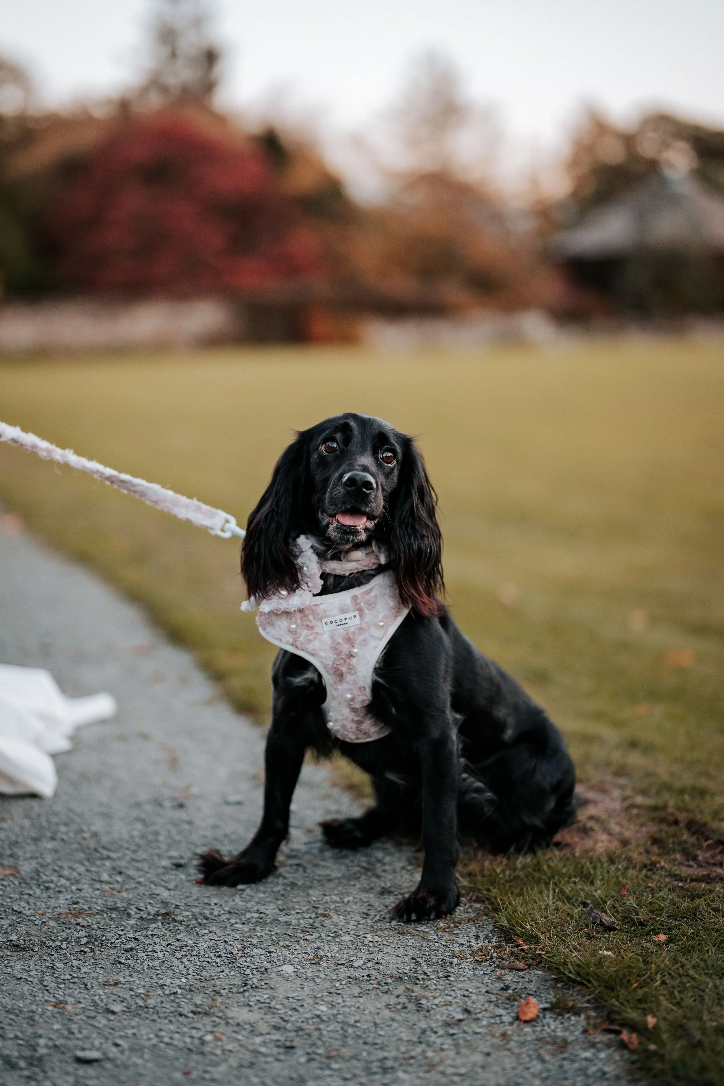 Jack & Willow -- Cragwood Country House Hotel-216.jpg