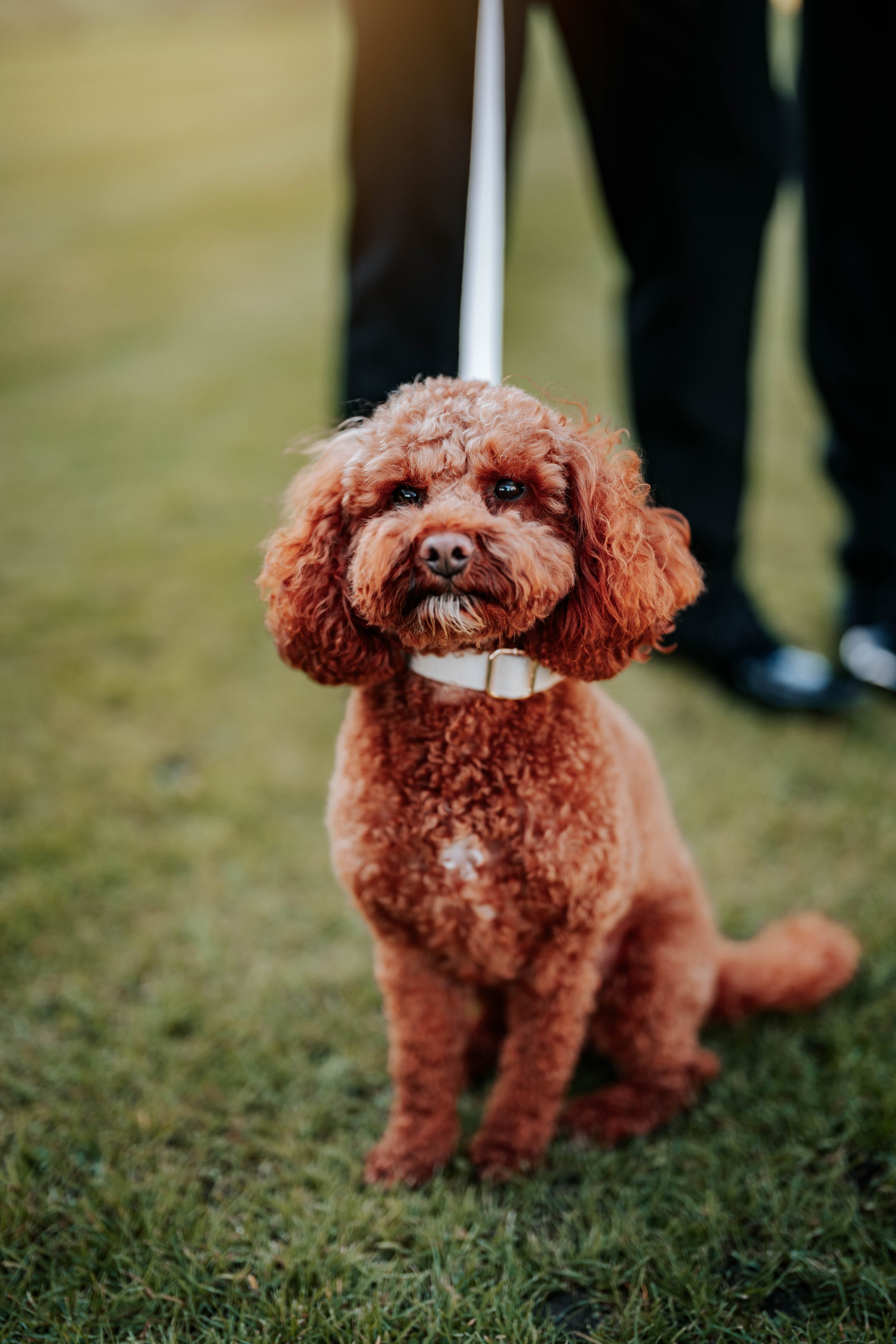 Jonny & Lewis -- Wharfedale Grange-222.jpg