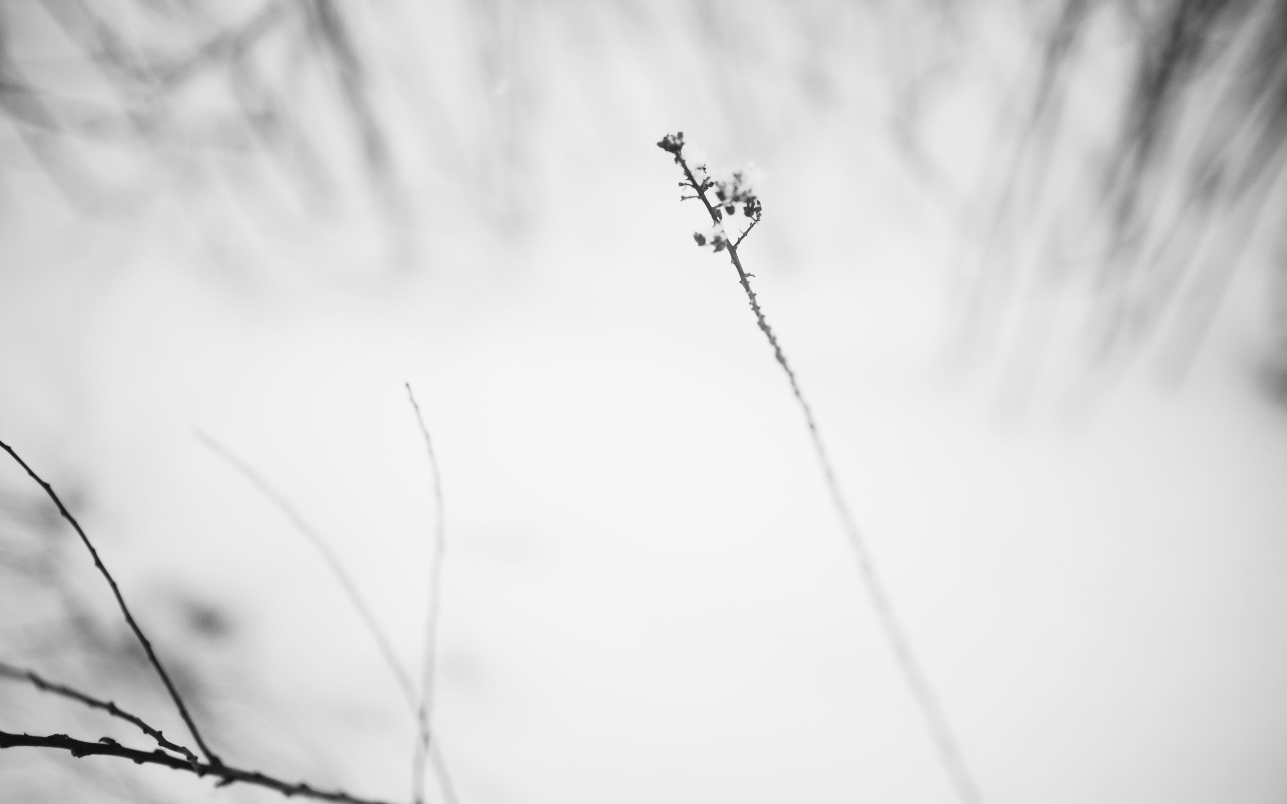 IMG_0783-3.jpg
