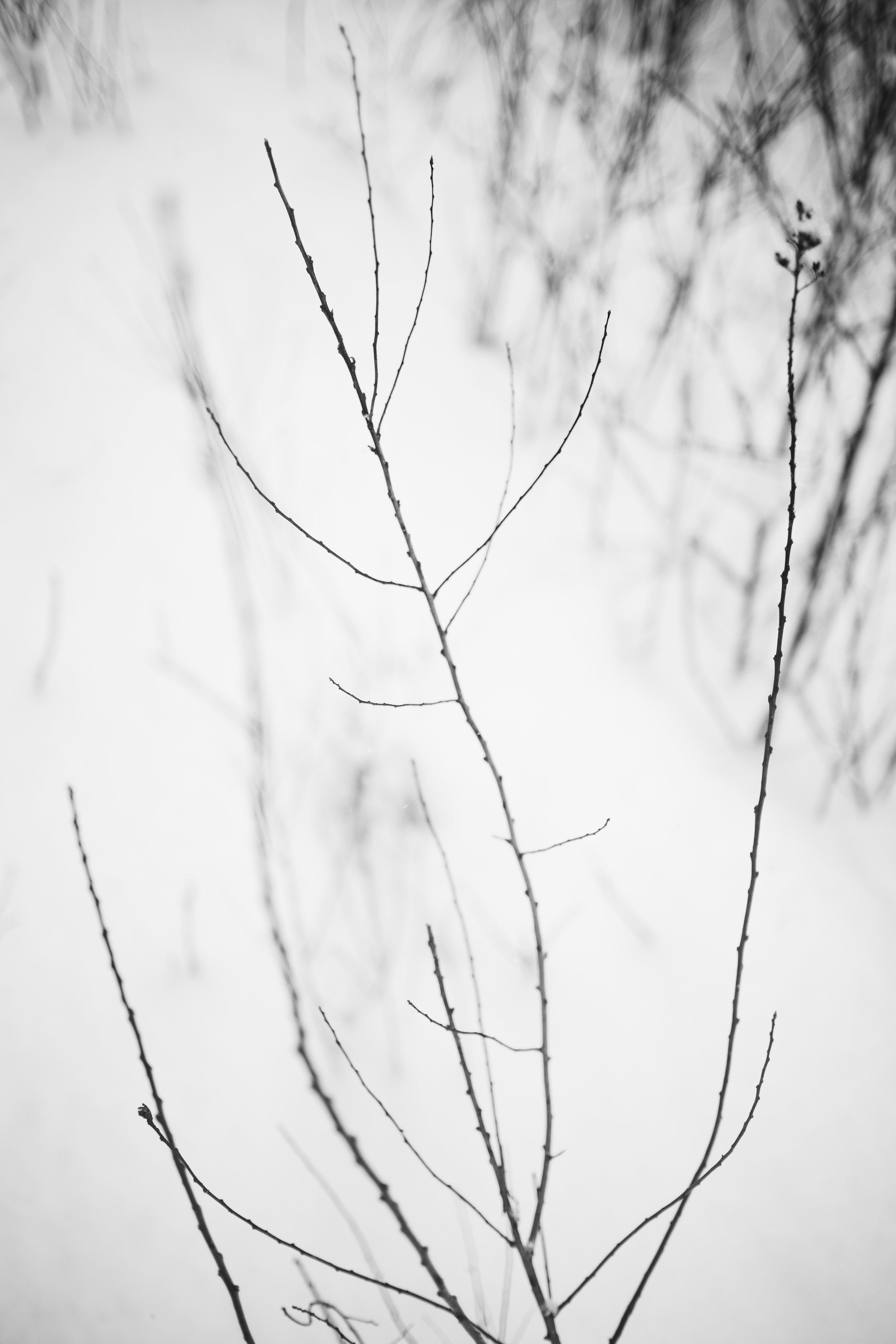 IMG_0786.jpg