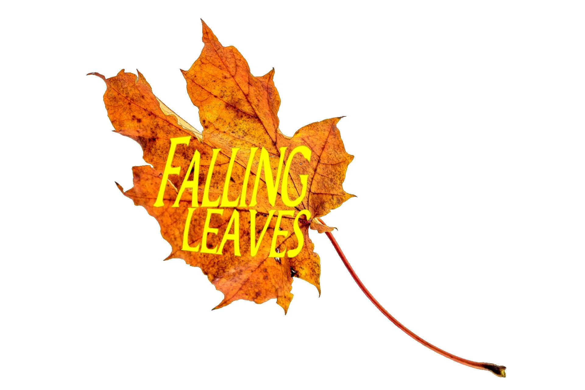 Falling leaves.jpg