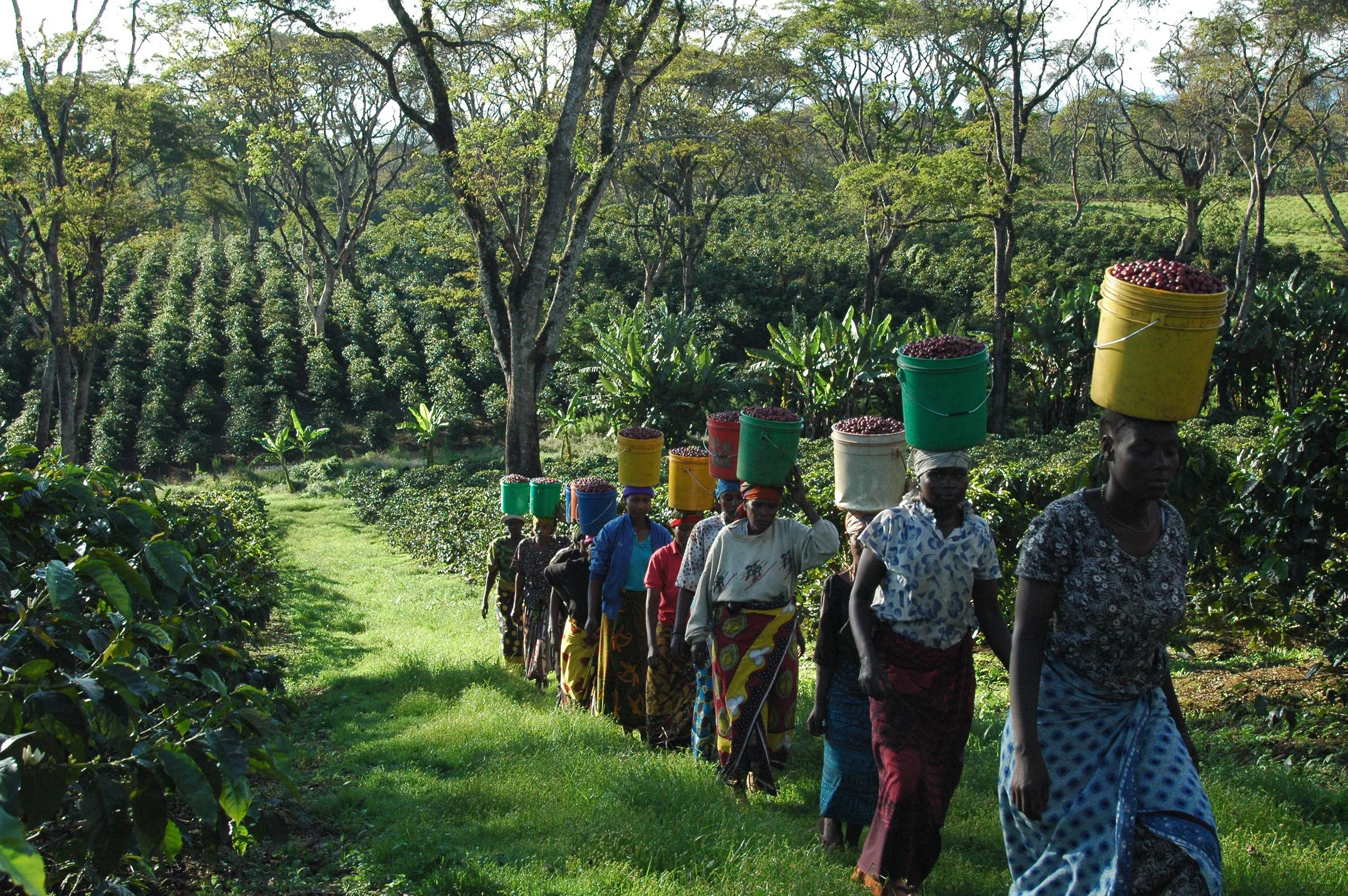 One Minute Brief of the Day: Create posters with @RnfrstAlliance to celebrate their new campaign “We’re All In” whilst inspiring people to reject pessimism & join us in creating a better world.