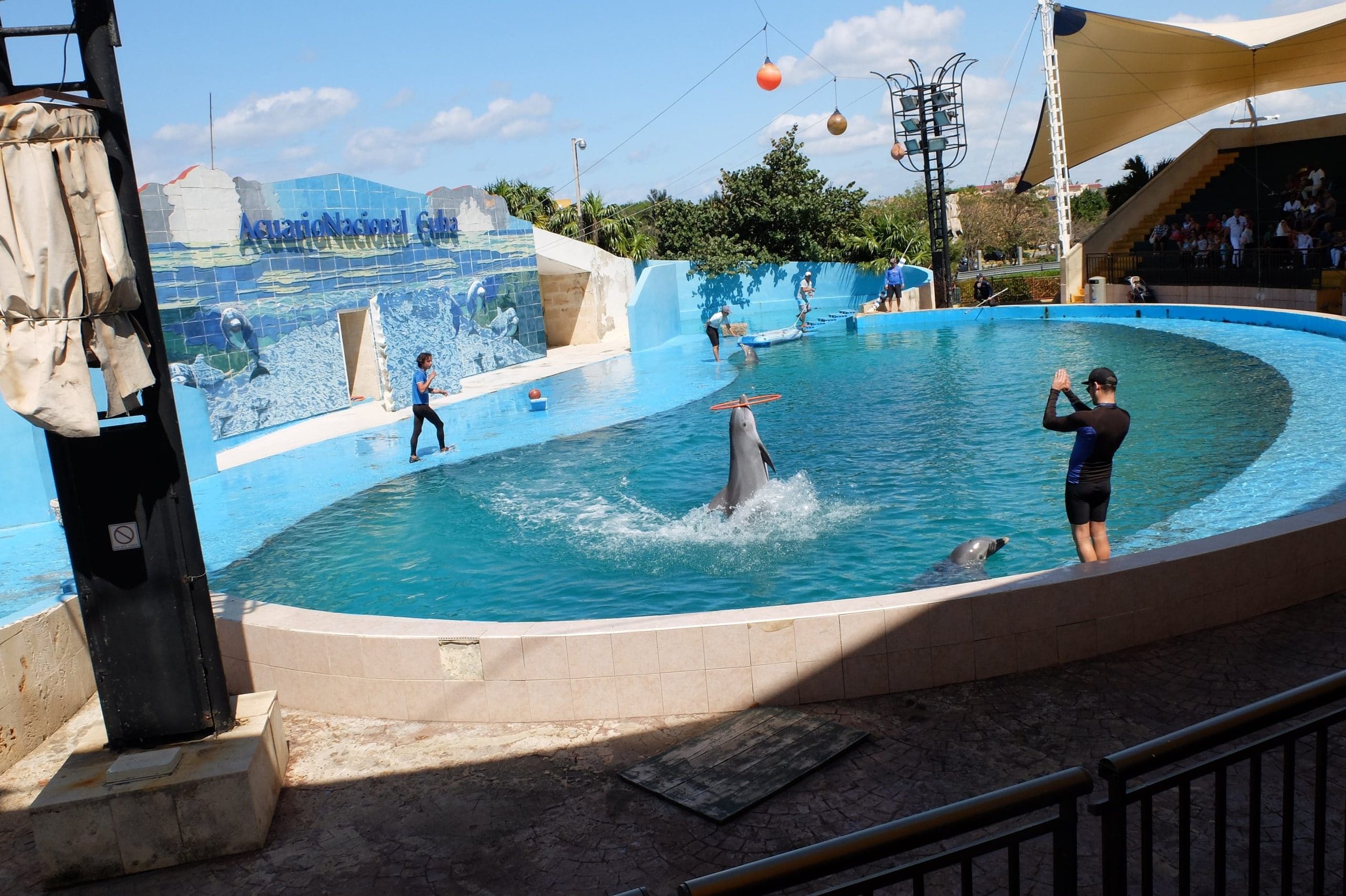 Bottlenose-dolphins-perform-in-a-show-at-the-National-Aquarium-Cuba-David-Pfender-scaled.jpg