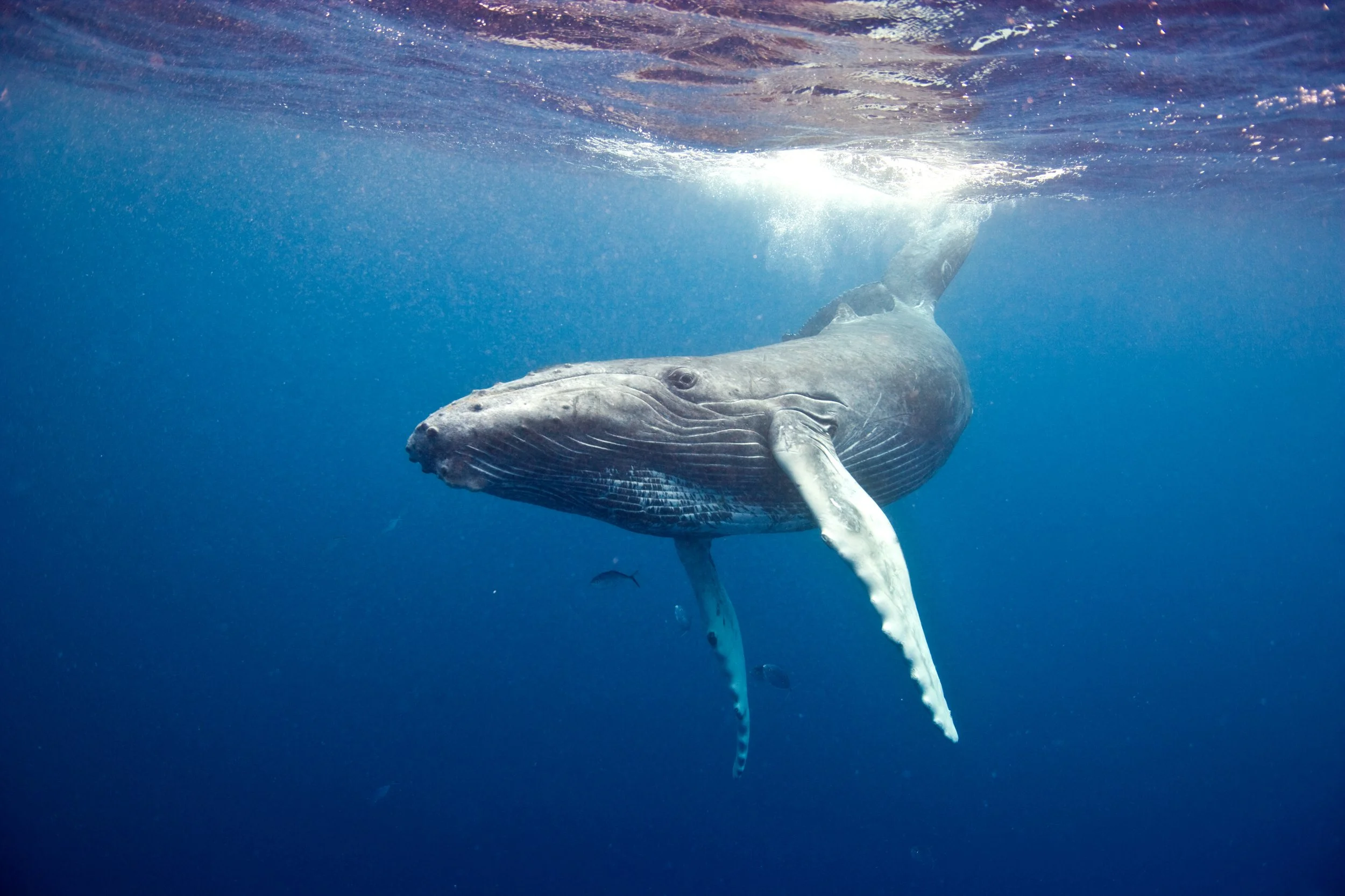 One Minute Brief of the Day:  Create social media images/posters that celebrate whales as icons of the environmental movement and powerful symbols of our need to restore the ocean.