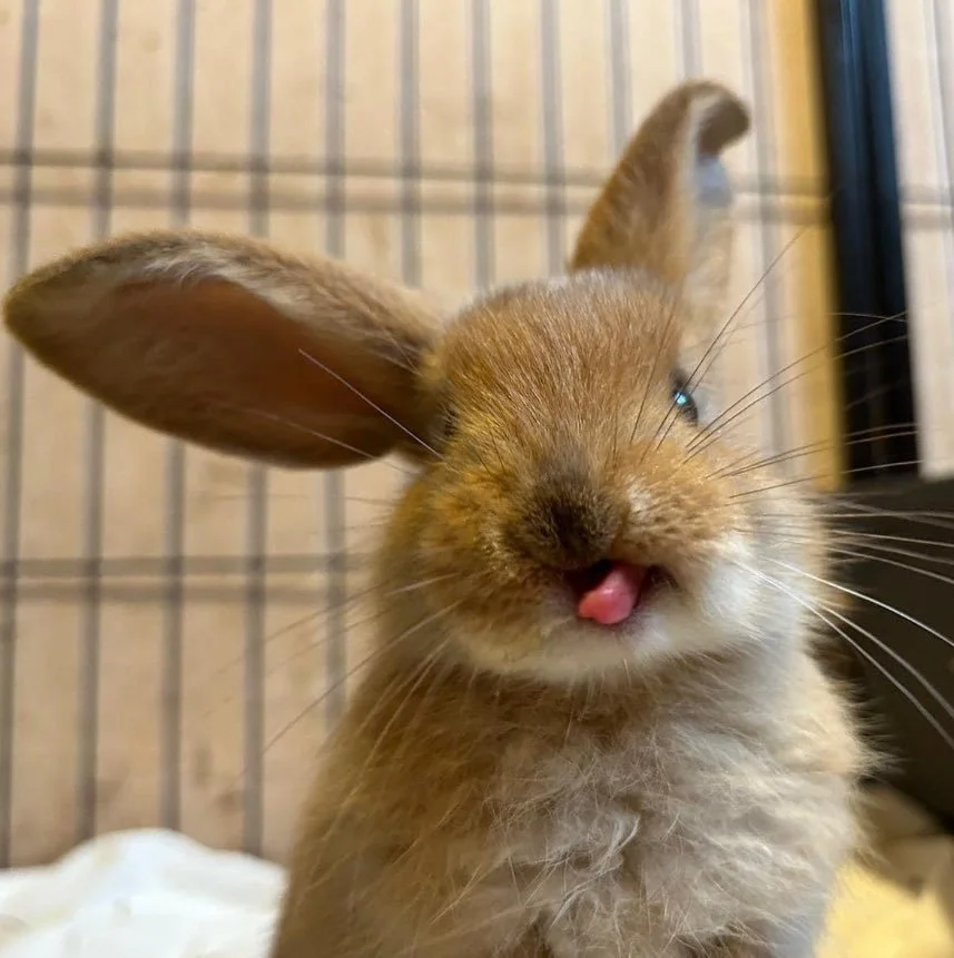 One Minute Brief of the Day: Create posters that bring to life the message ‘Rabbit Rescue – A Hutch Isn’t Enough’ with Carrot Cottage Rabbit Rescue.