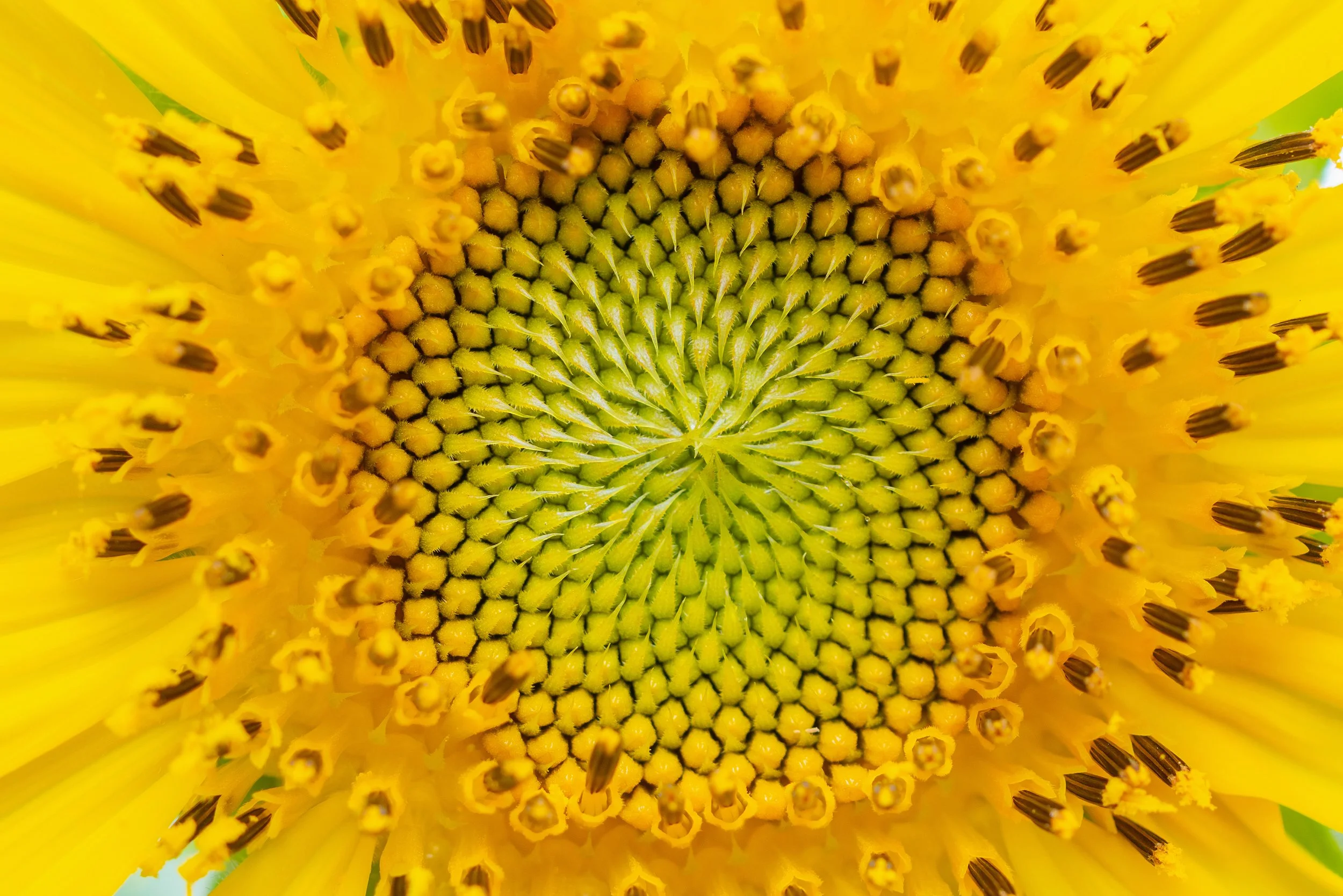 Sunflower displaying natural patterns of growth, symbolising organic nervous system regulation and gradual change in somatic therapy