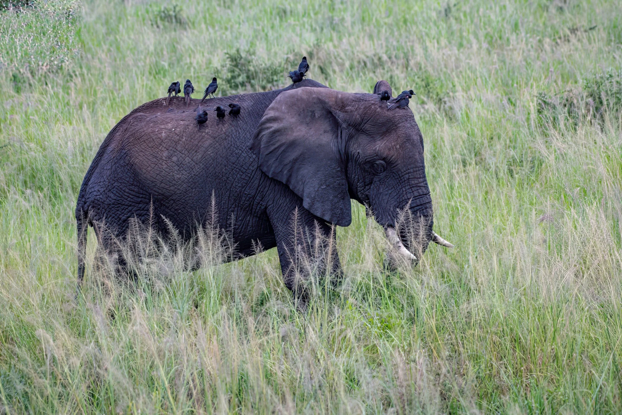 Elephant with birds resting on its back, symbolising trust, cooperation, and a steady therapeutic relationship