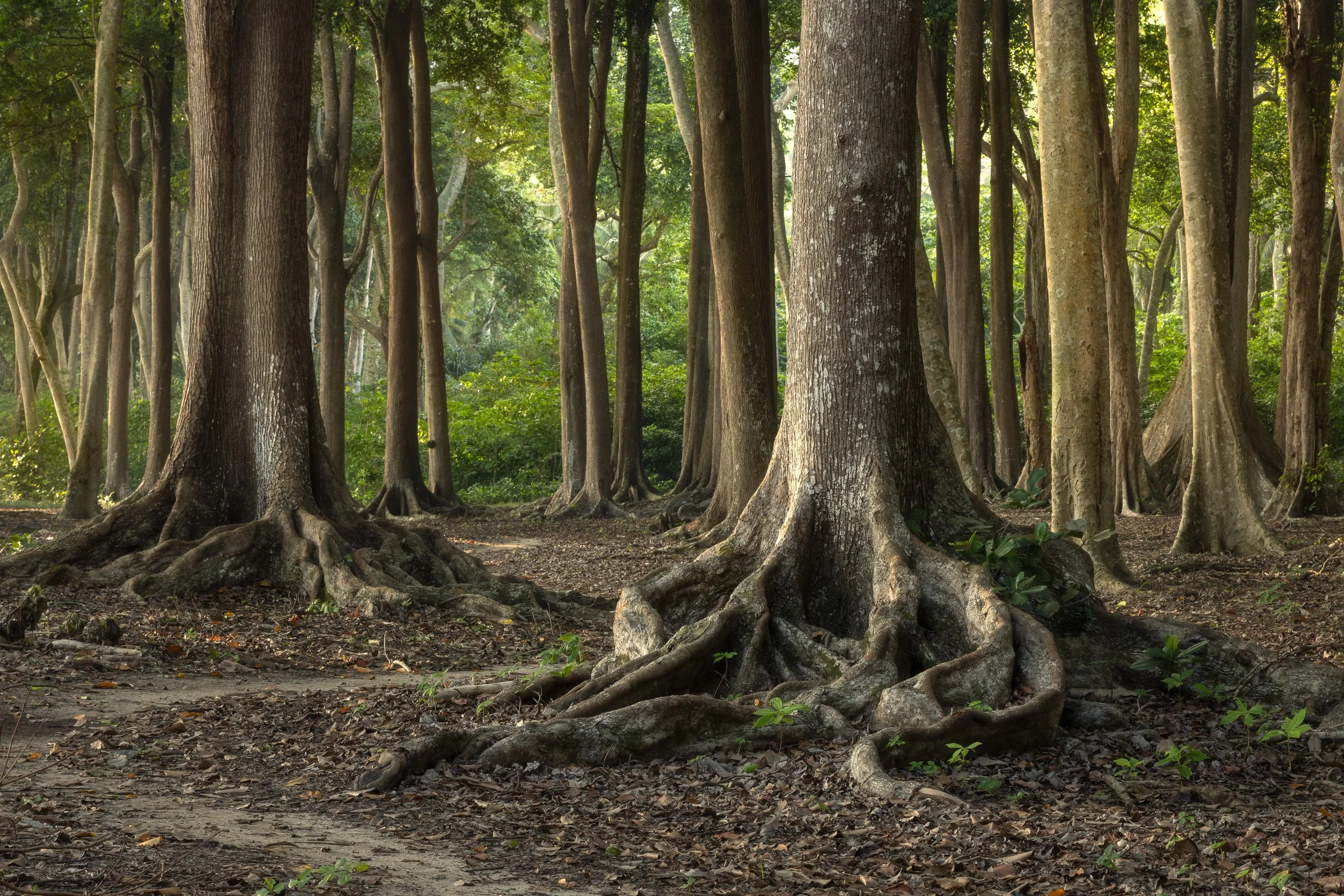 tree roots representing intergenerational trauma passed through generations
