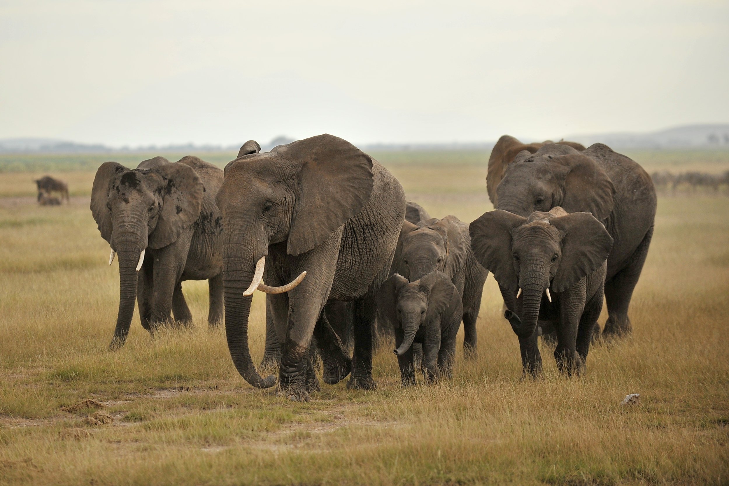 Herd of elephants moving together at sunset, representing group support, regulation, and collective nervous system stability