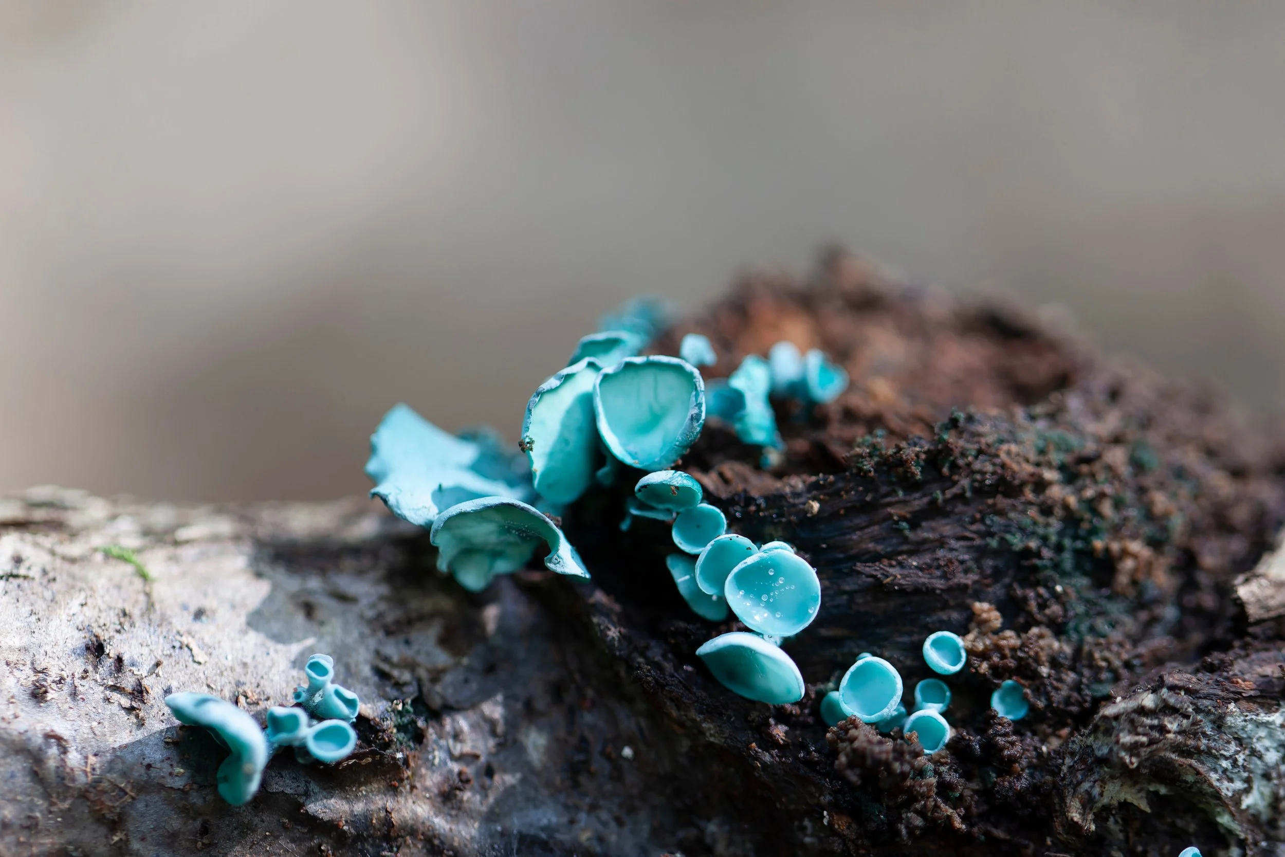 Blue mushrooms growing on tree bark, reflecting natural processes of resilience, connection, and body-based healing