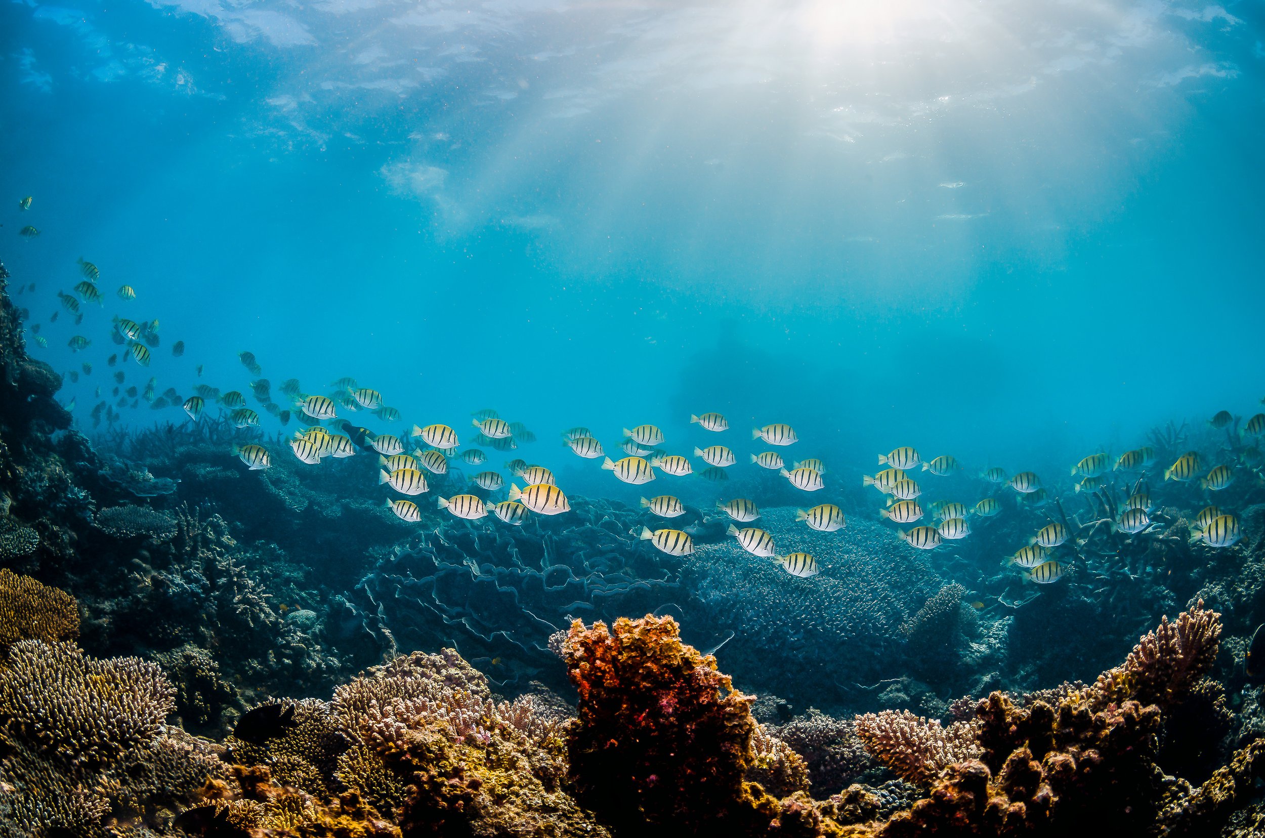 Coral reef with sunlight filtering through water, symbolising depth, safety, and gentle exploration in somatic therapy