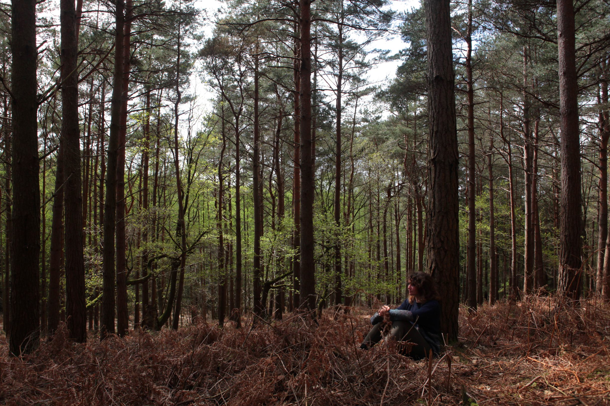 Adult Rewilding, outdoor learning workshop