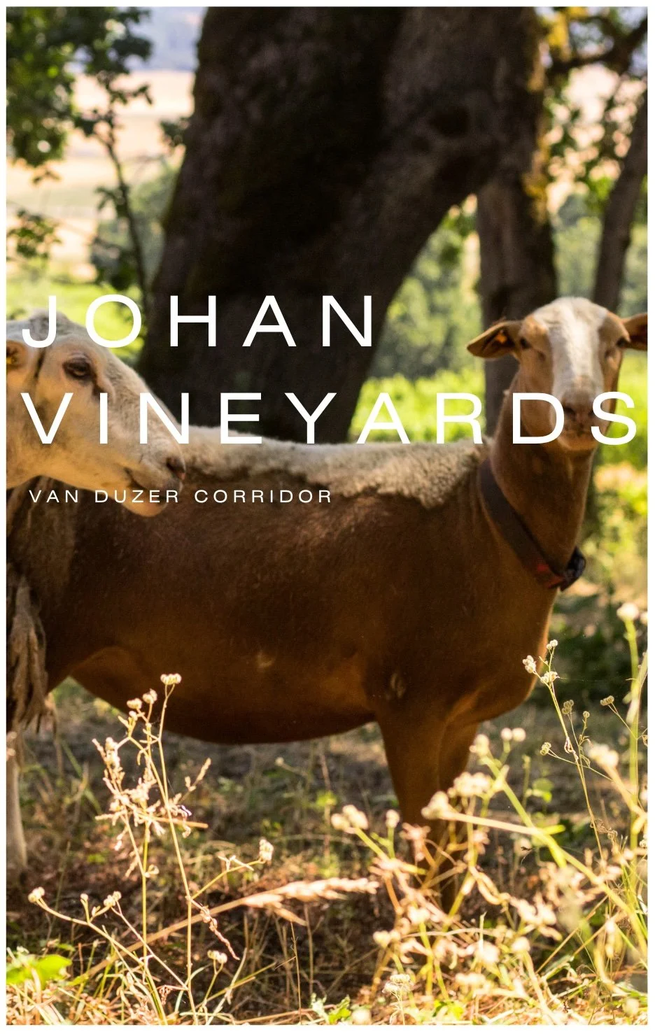 Johan Vineyard.jpg