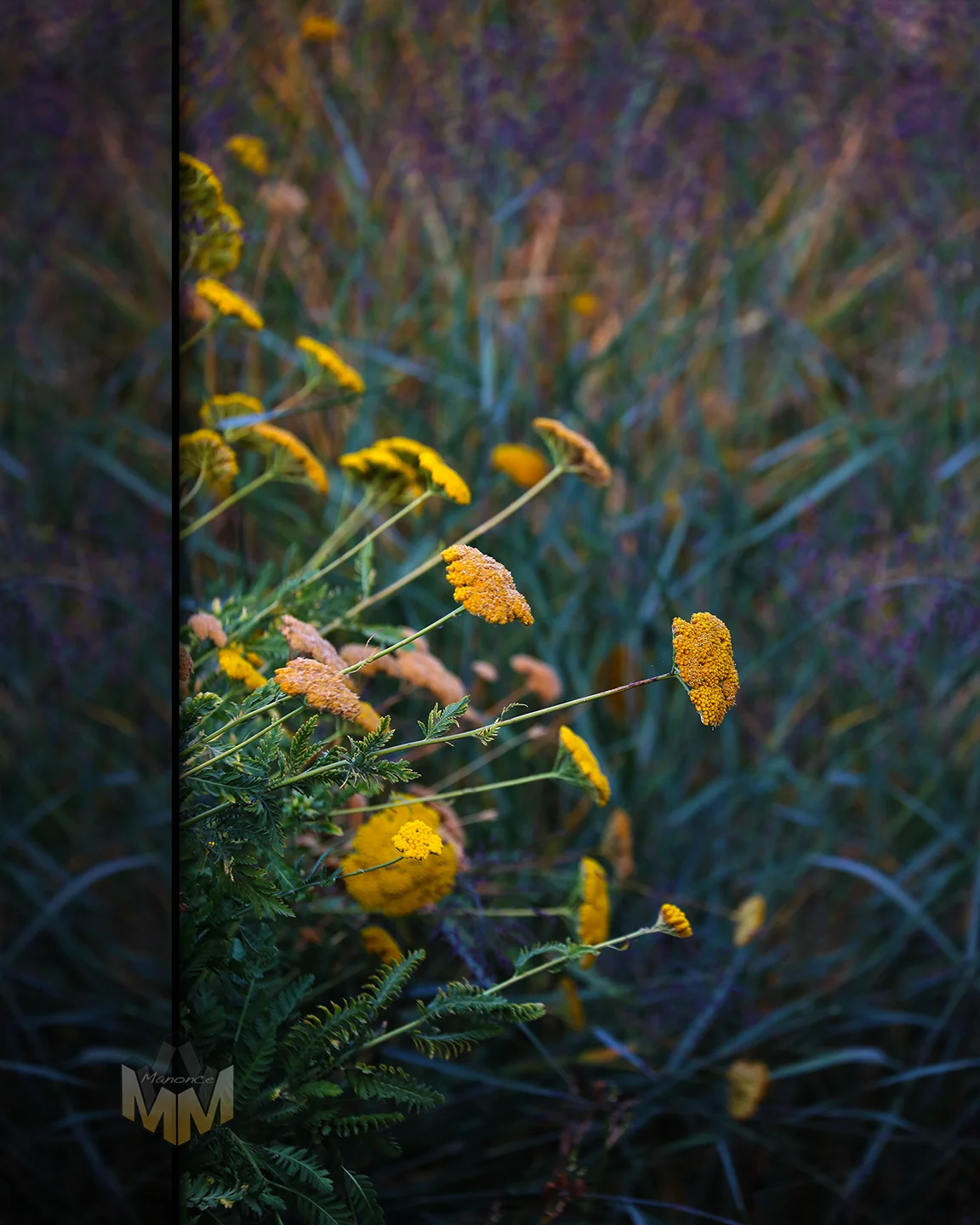 FLOWERS OF FARAYA LEBANON-1