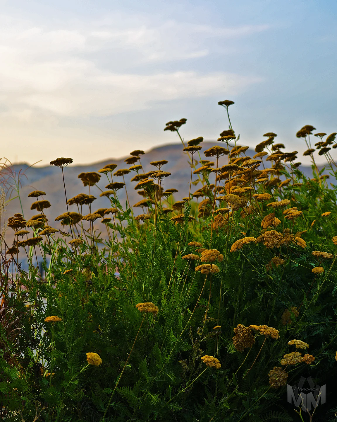 FLOWERS OF FARAYA LEBANON-3