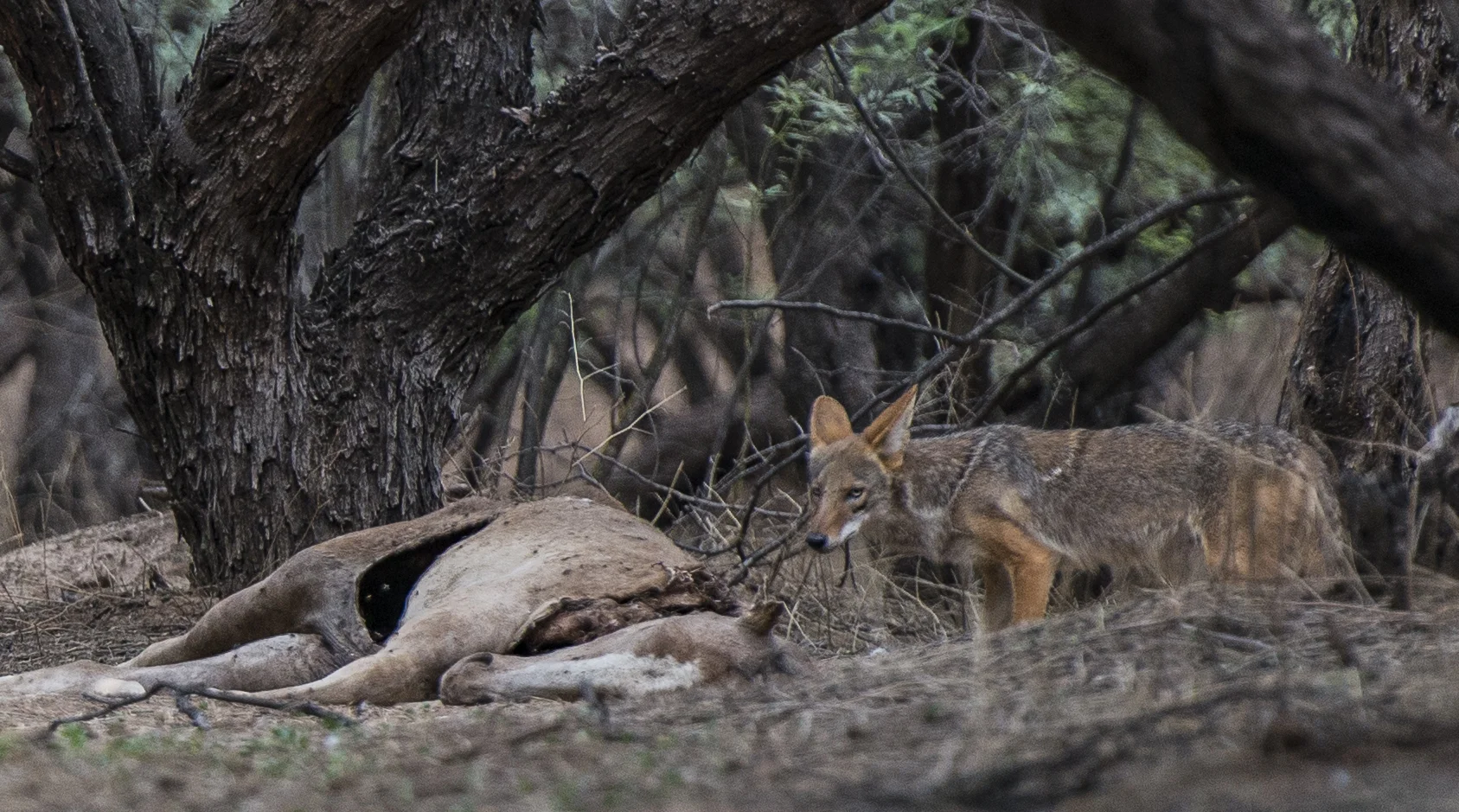 Coyote And Dead Horse Carcus in Forest Day 2 After Death copy.jpg