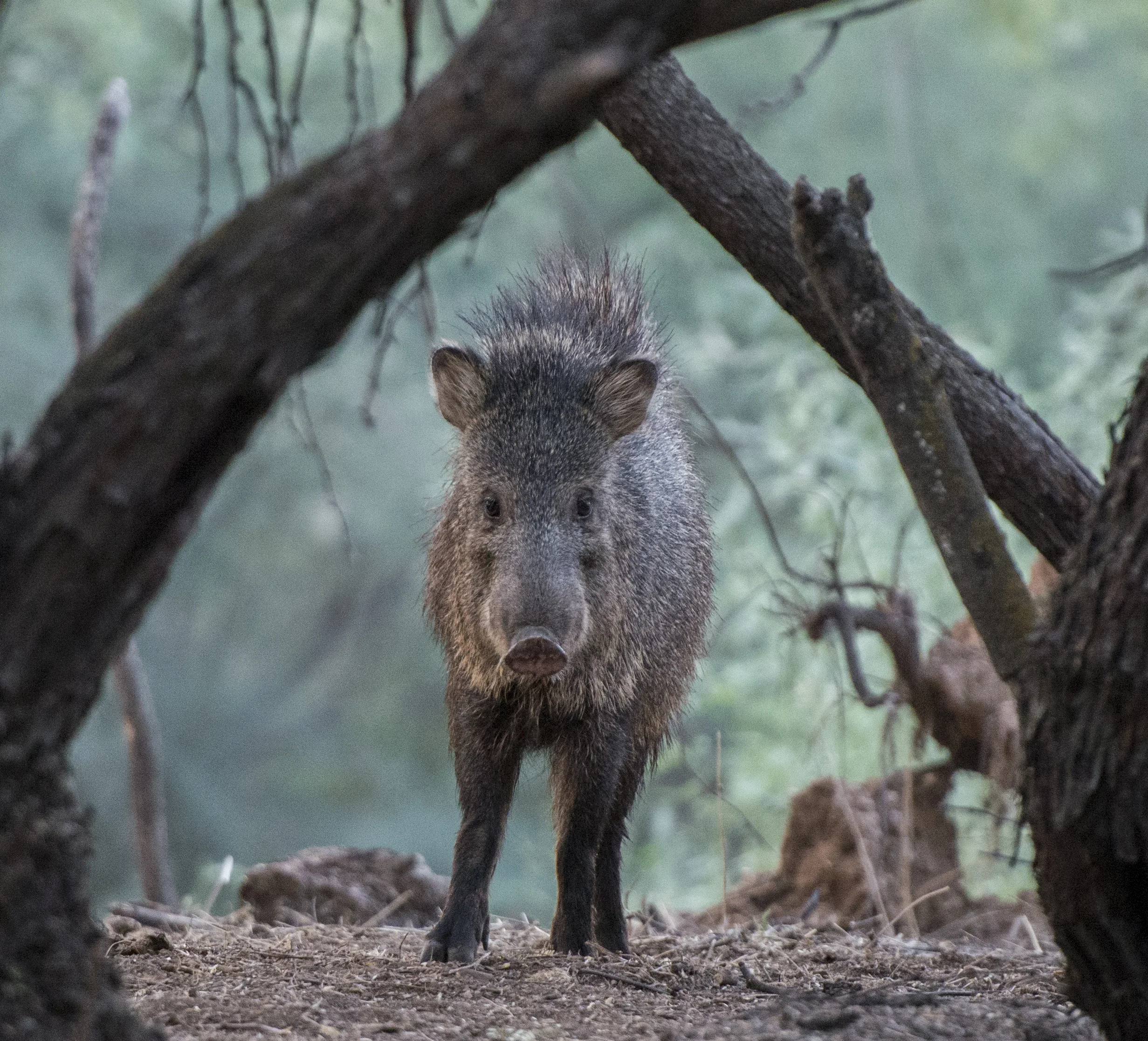 Javelina Not Happy copy.jpg