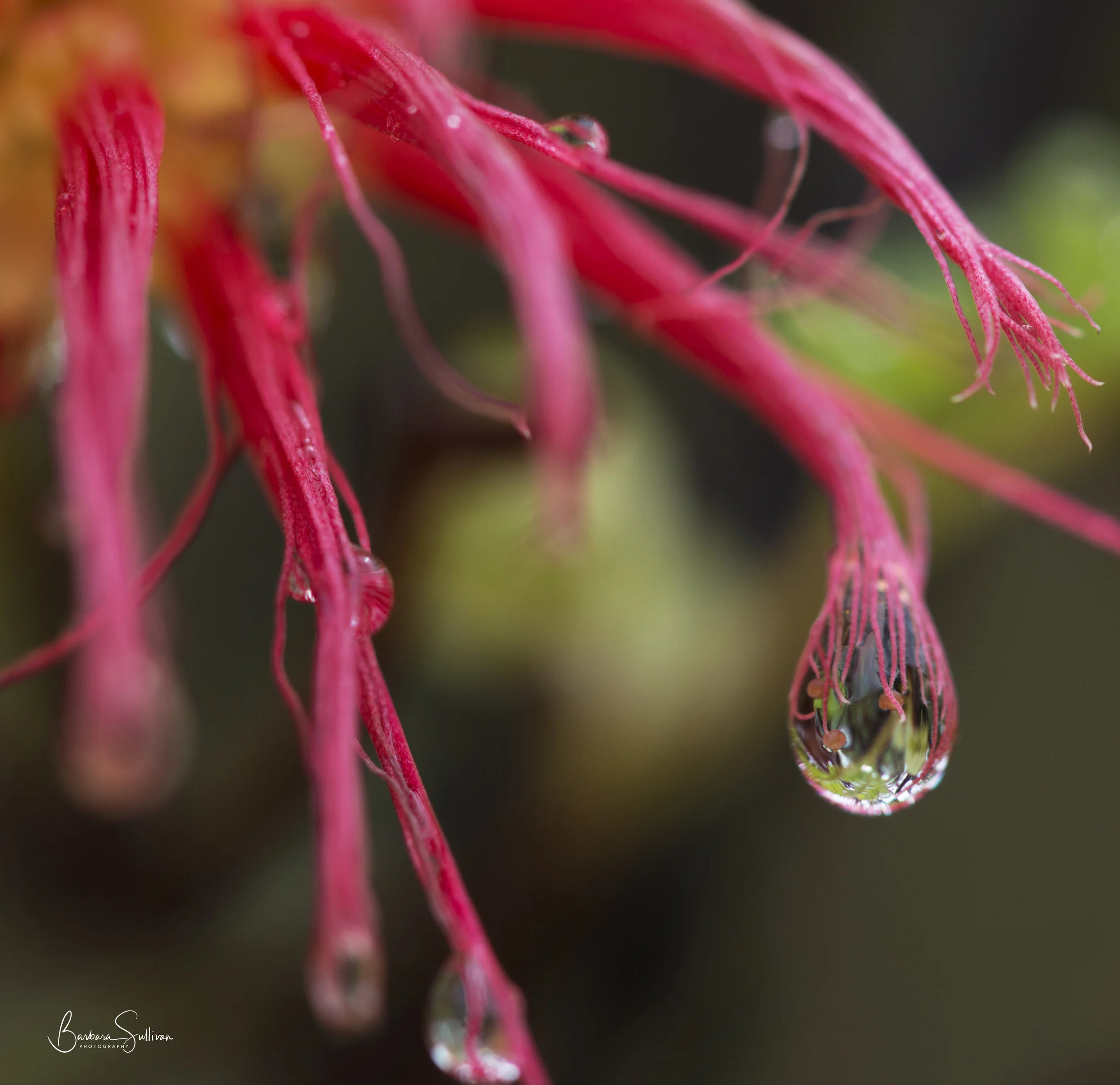 After The Rain copy 2.jpg