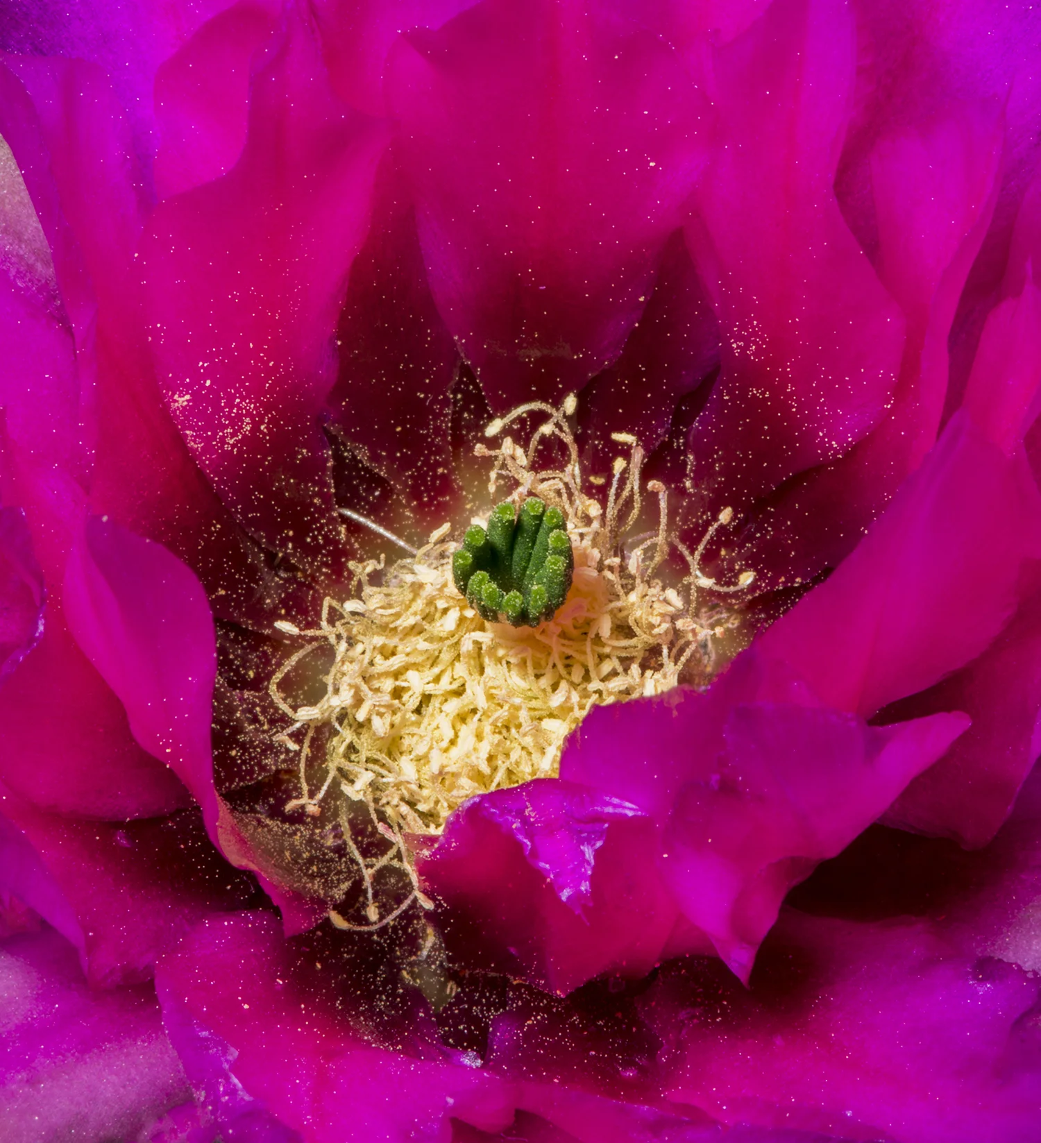 HedgeHog Bloom Arizona Highways.jpg