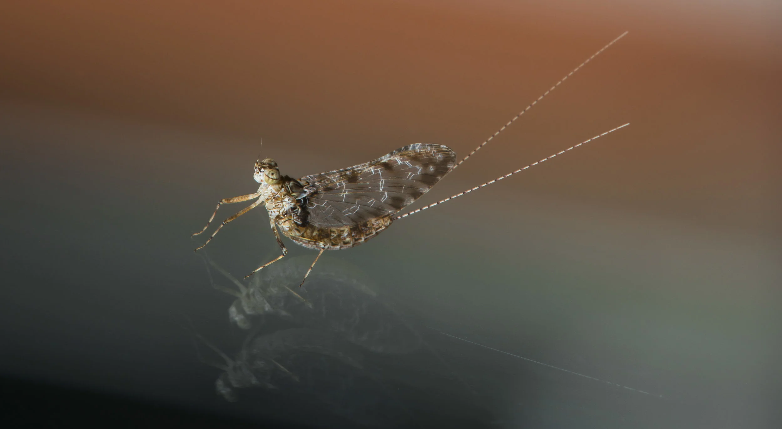 mayfly for FB 2 copy.jpg