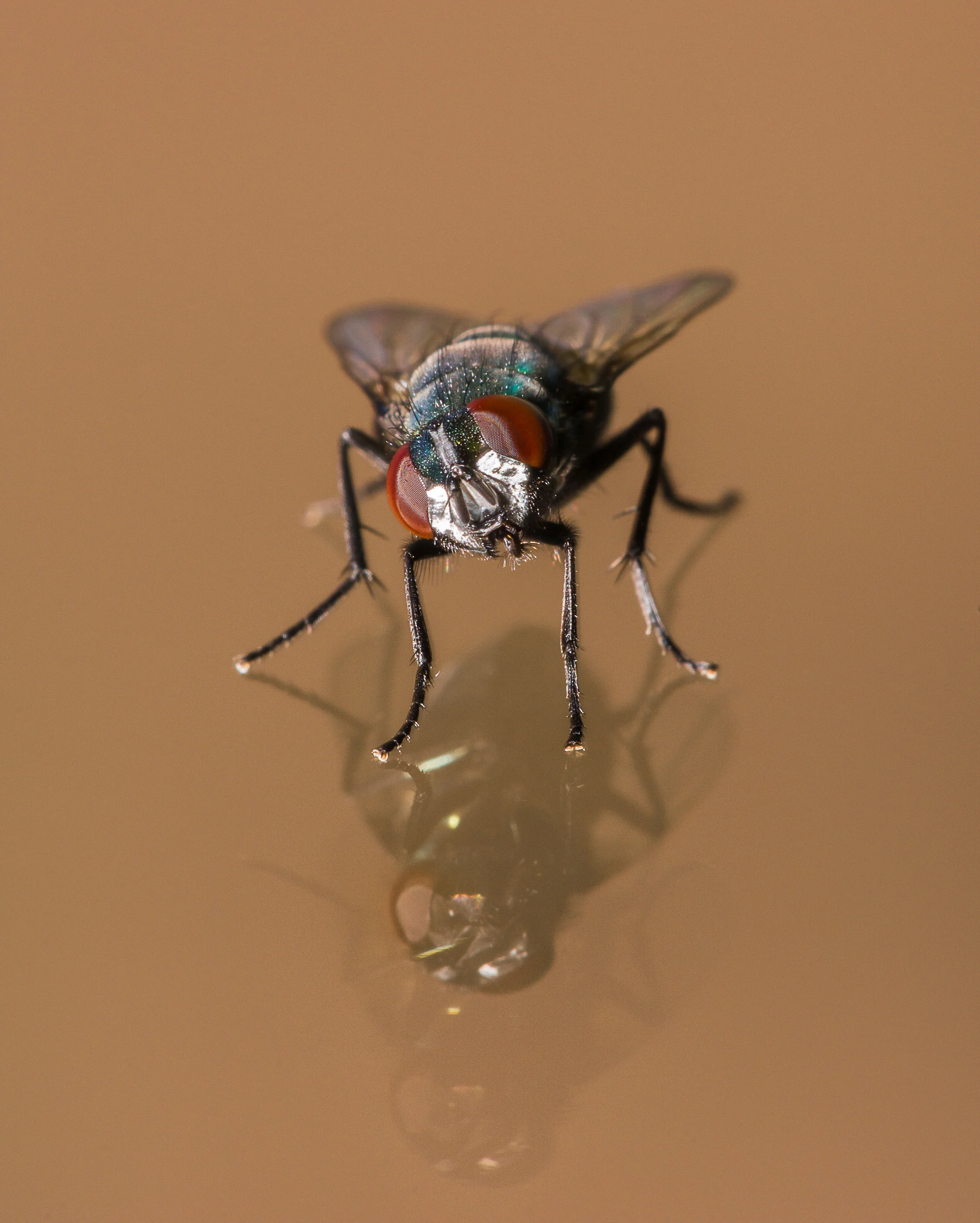 Orange and Blue House Fly Above Double Glass Reflection copy copy copy.jpg