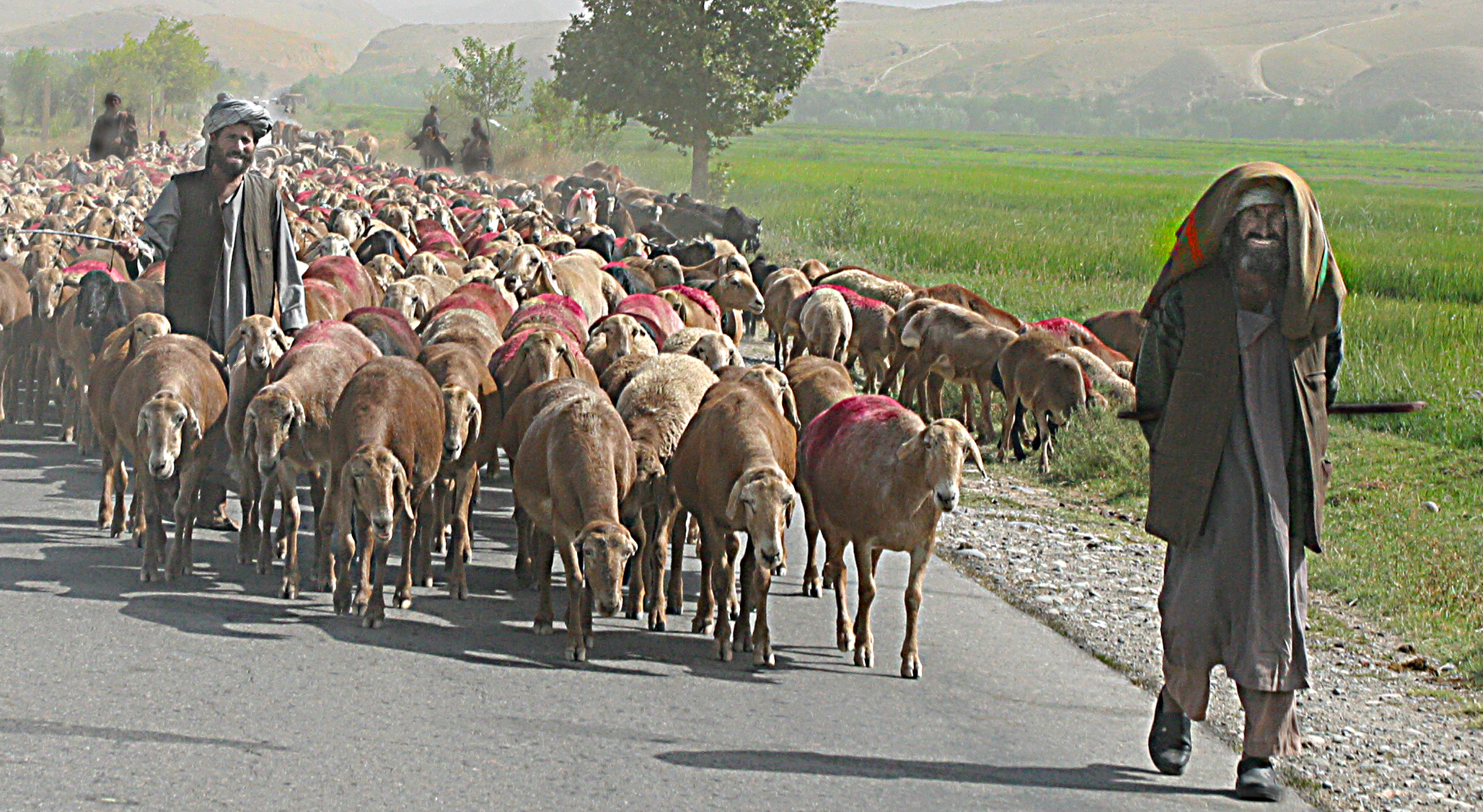 Afghan sheep with herders.jpg