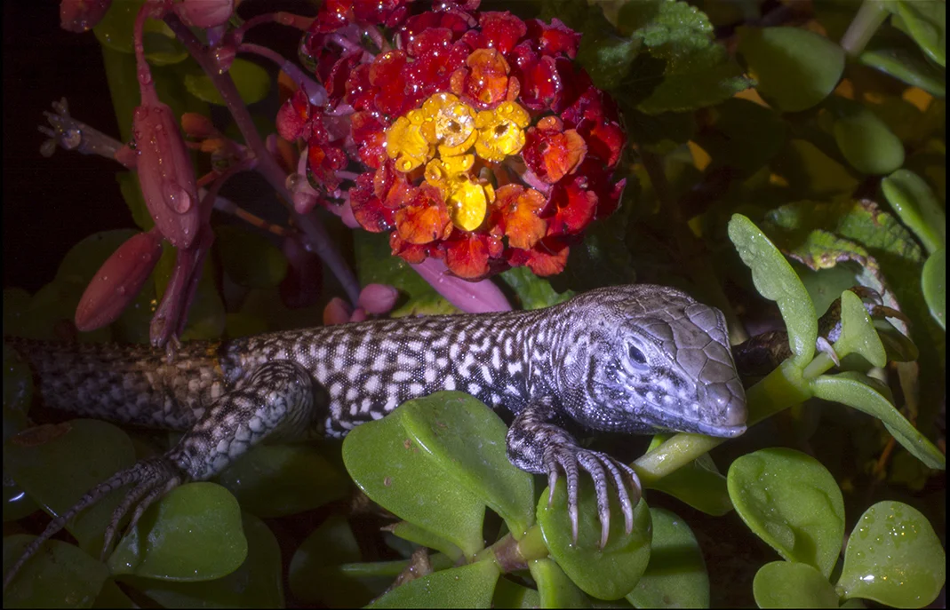 Backyard Evening Visitor.jpg