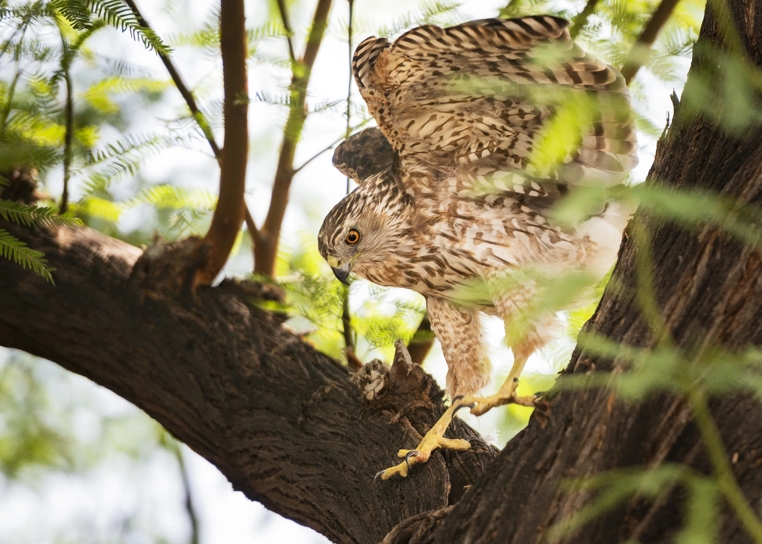 Copper's Hawk SQ.jpg