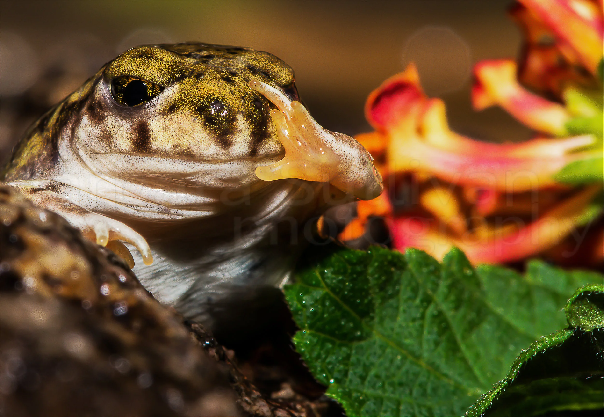 Happy Frog Waves Hello.jpg