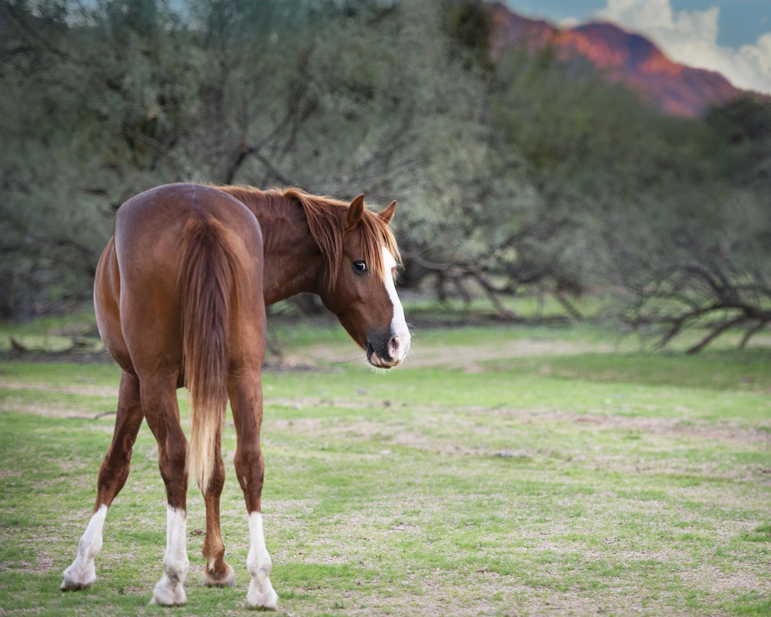 Salt River Wildhorse Oct 2018 GF.jpg