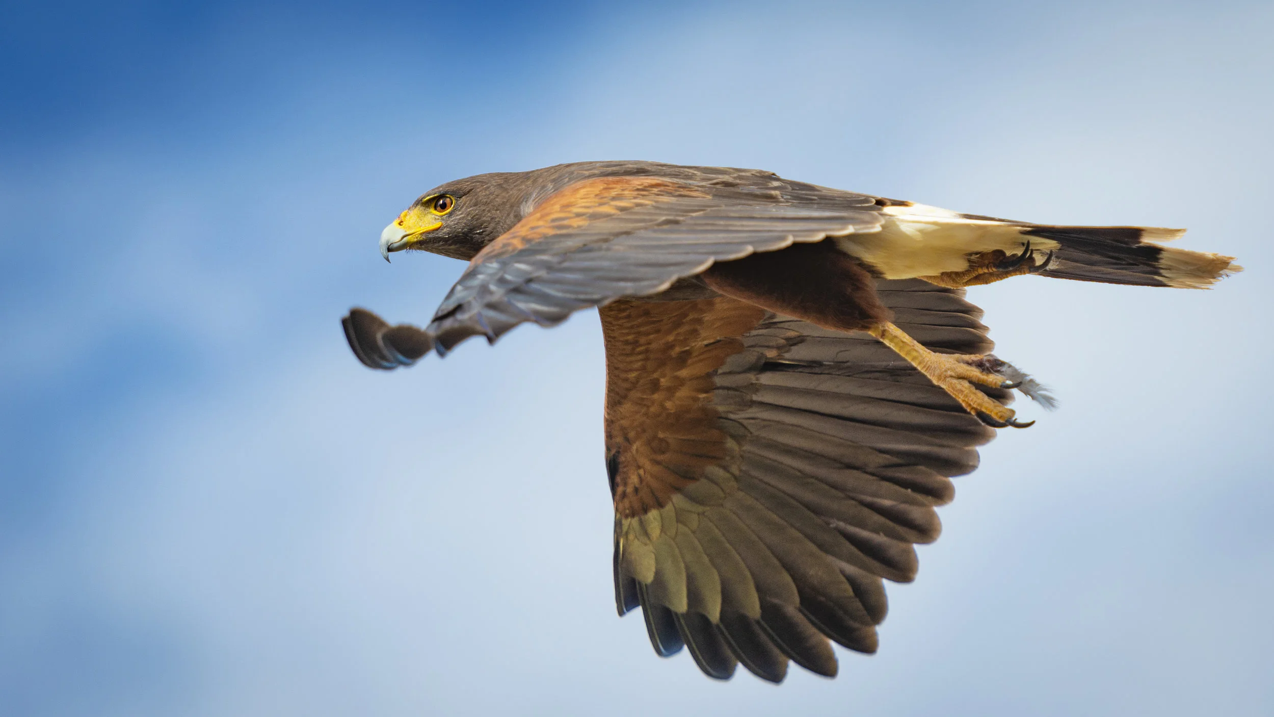 Harris's Hawk In Flight For Website.jpg