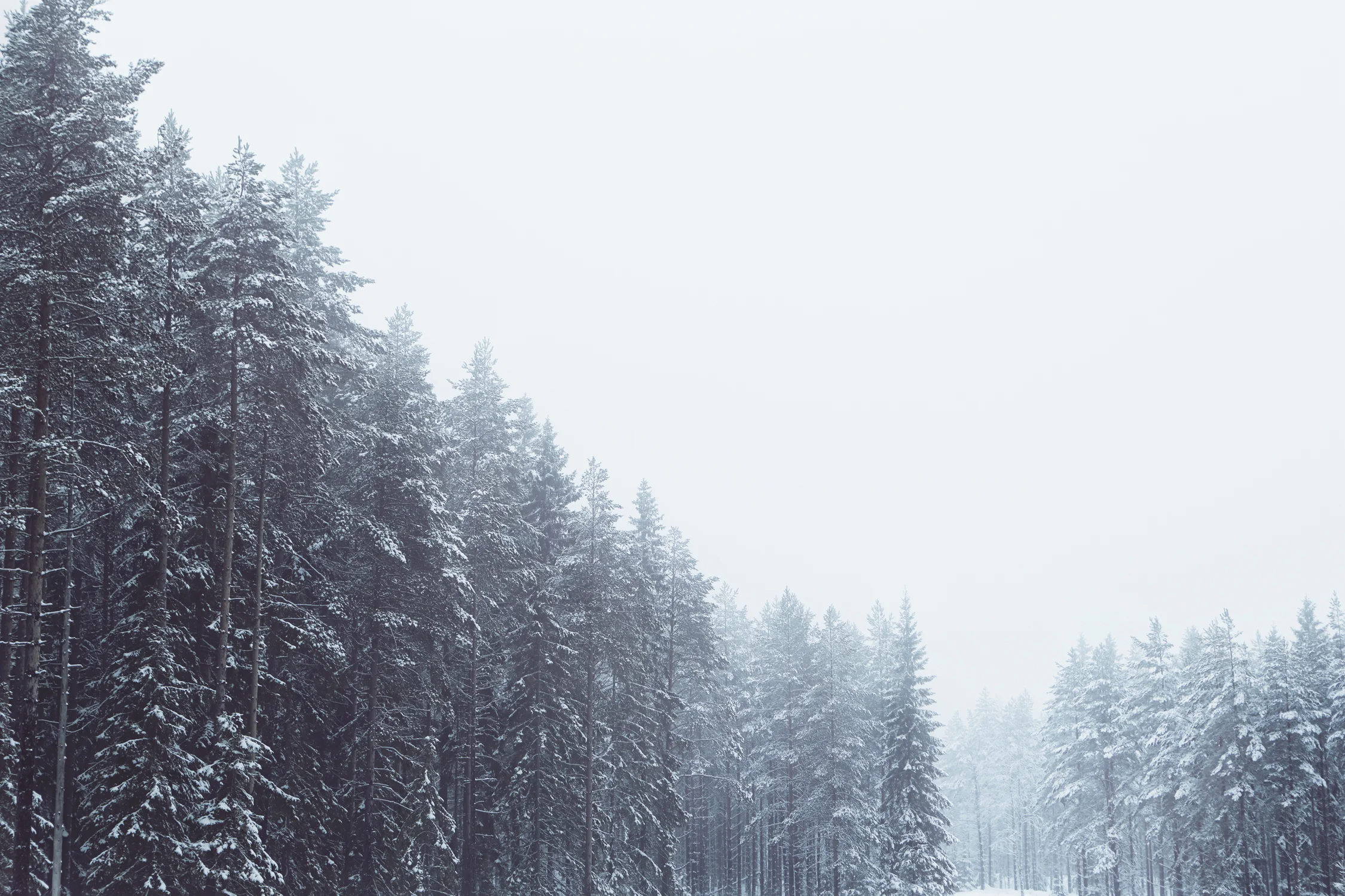 LP_Sweden_Wolves_14.02.14 - 1243.jpg