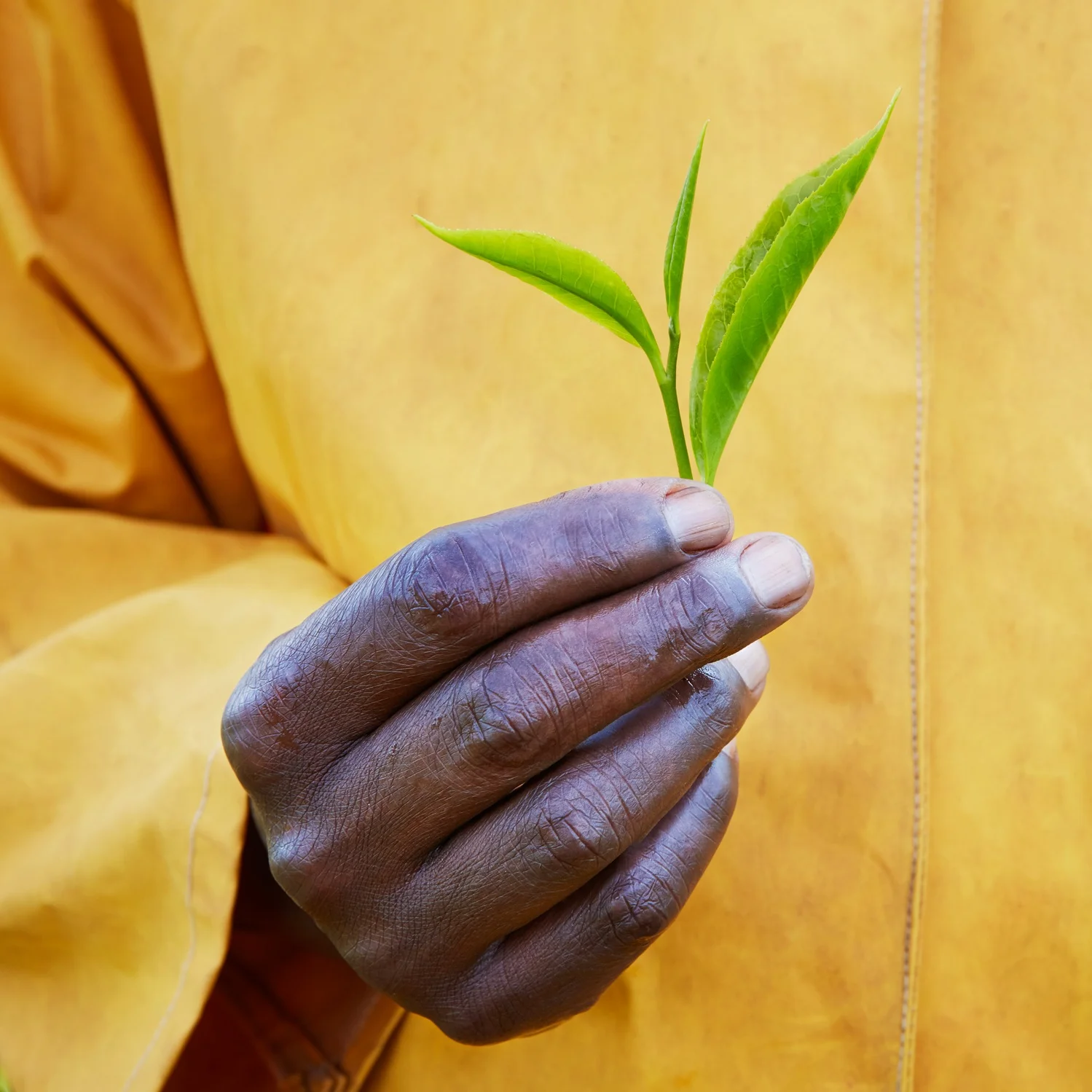 Taylors_KenyaTrees_28.4.16+-+1413.jpg