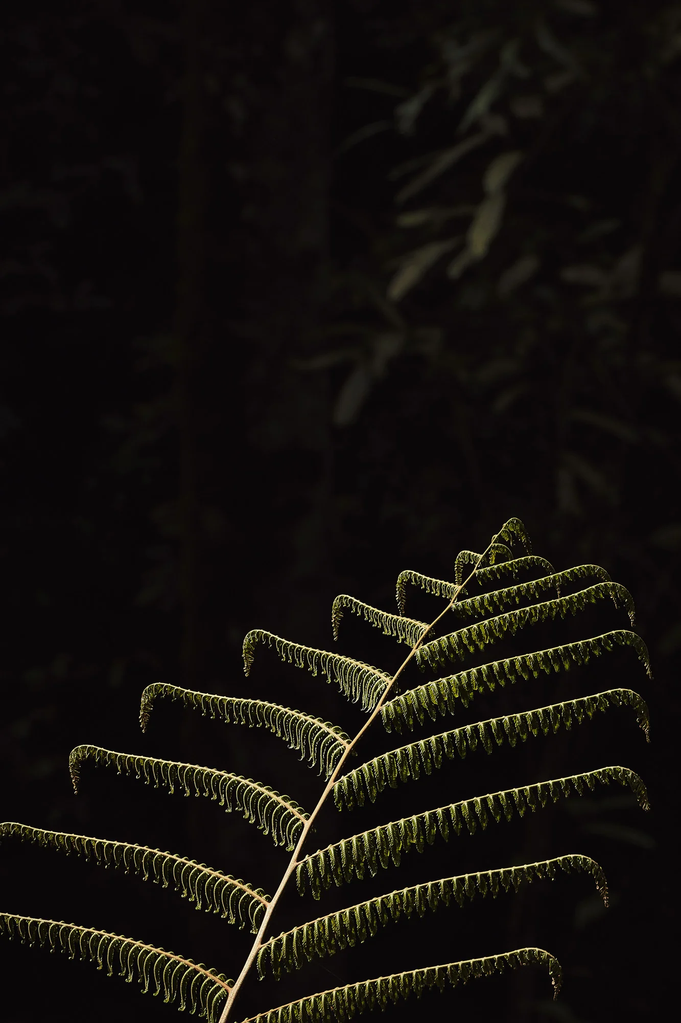 ©www.jonathangregson.co.uk_CerealRainforest_016.jpeg