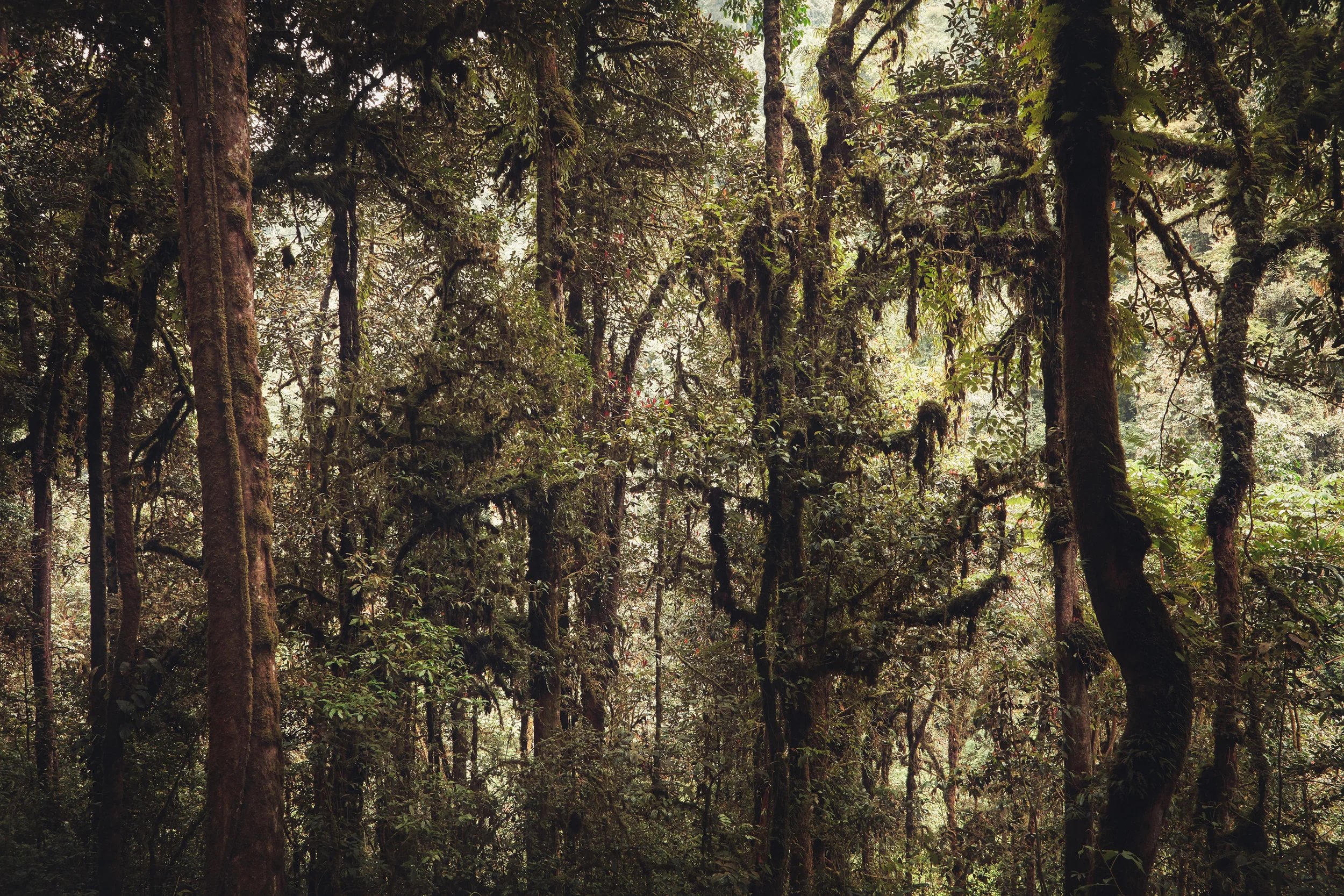 ©www.jonathangregson.co.uk_CerealRainforest_019.jpeg