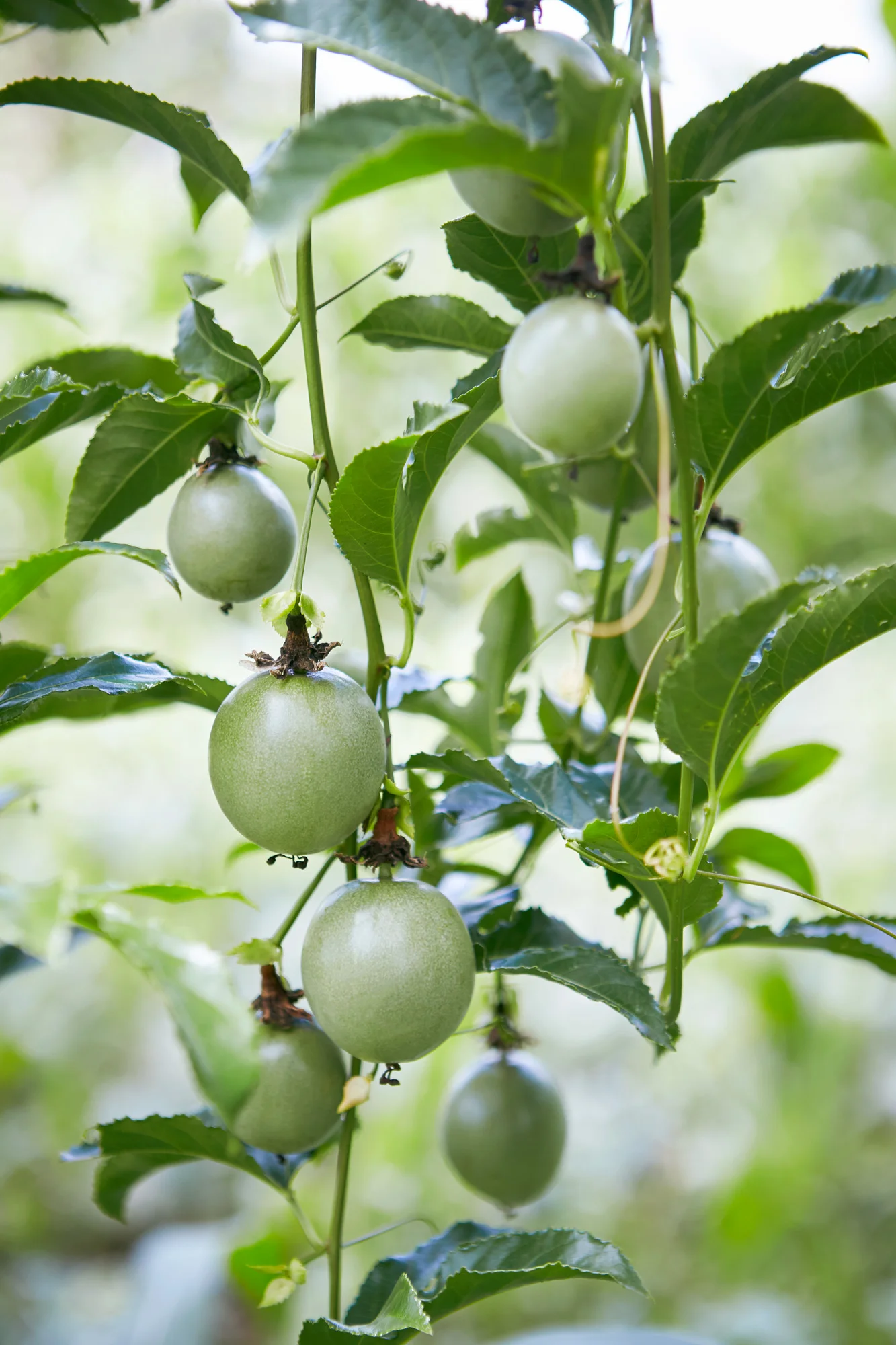 Taylors_KenyaTrees_Imenti_FARM2_30.4.19 - 1755.jpg