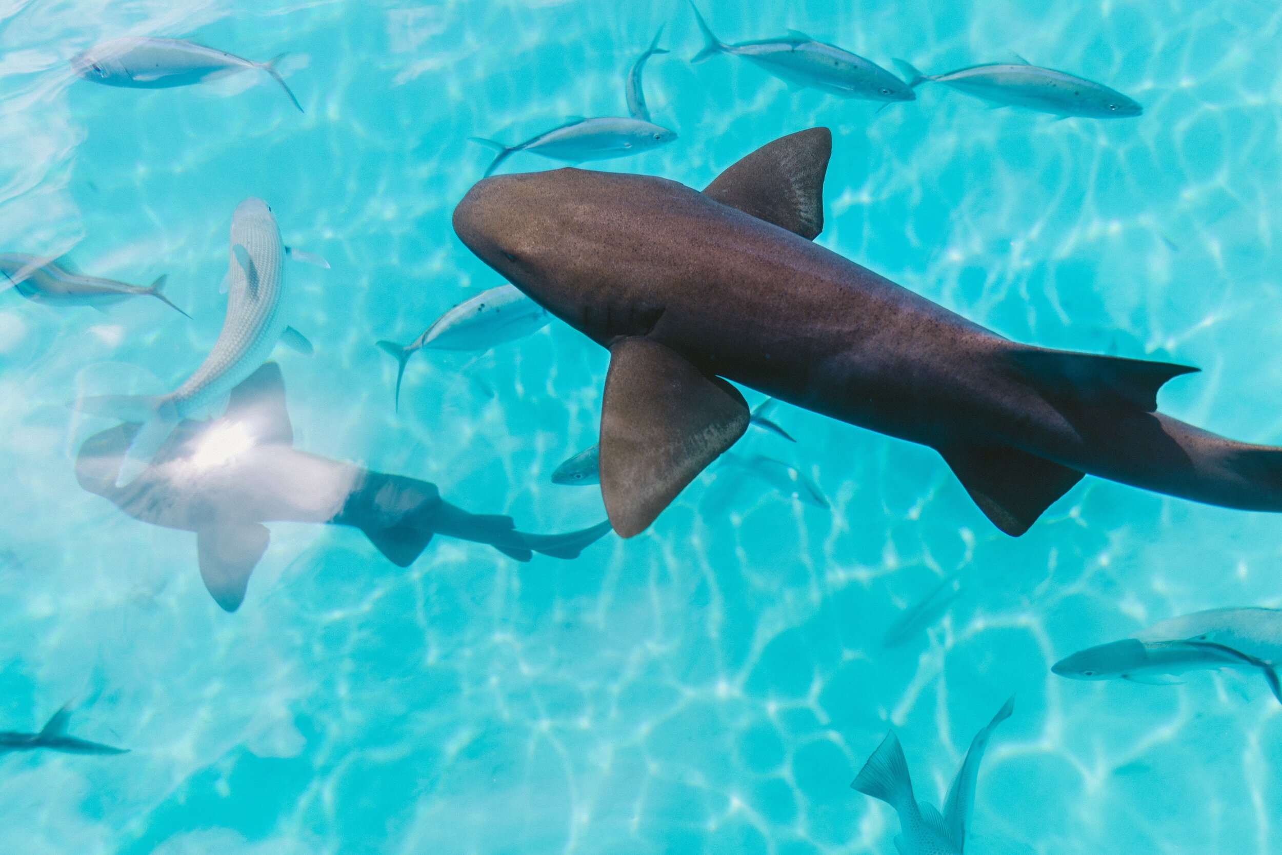 nursesharks1.jpg