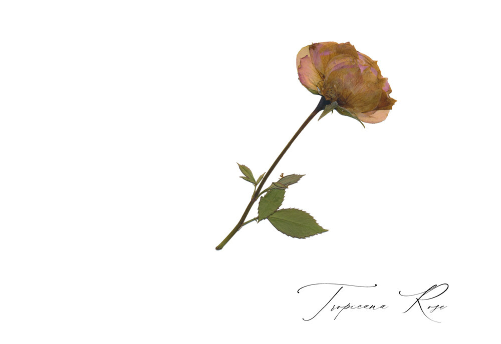 Tropicana Rose.jpg
