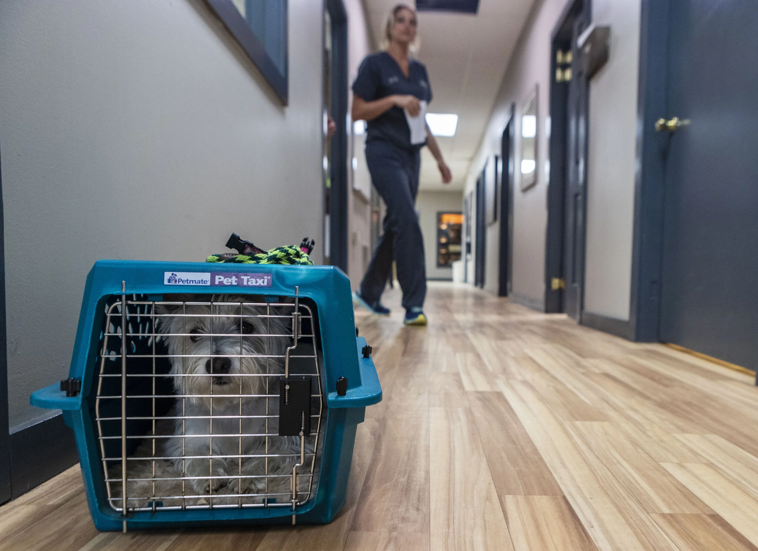  Dr. Erin Schroder makes her rounds to patients at the Cedar County Veterinary clinic on Tuesday, Jun. 11, 2019, in Hartington, Nebraska. 