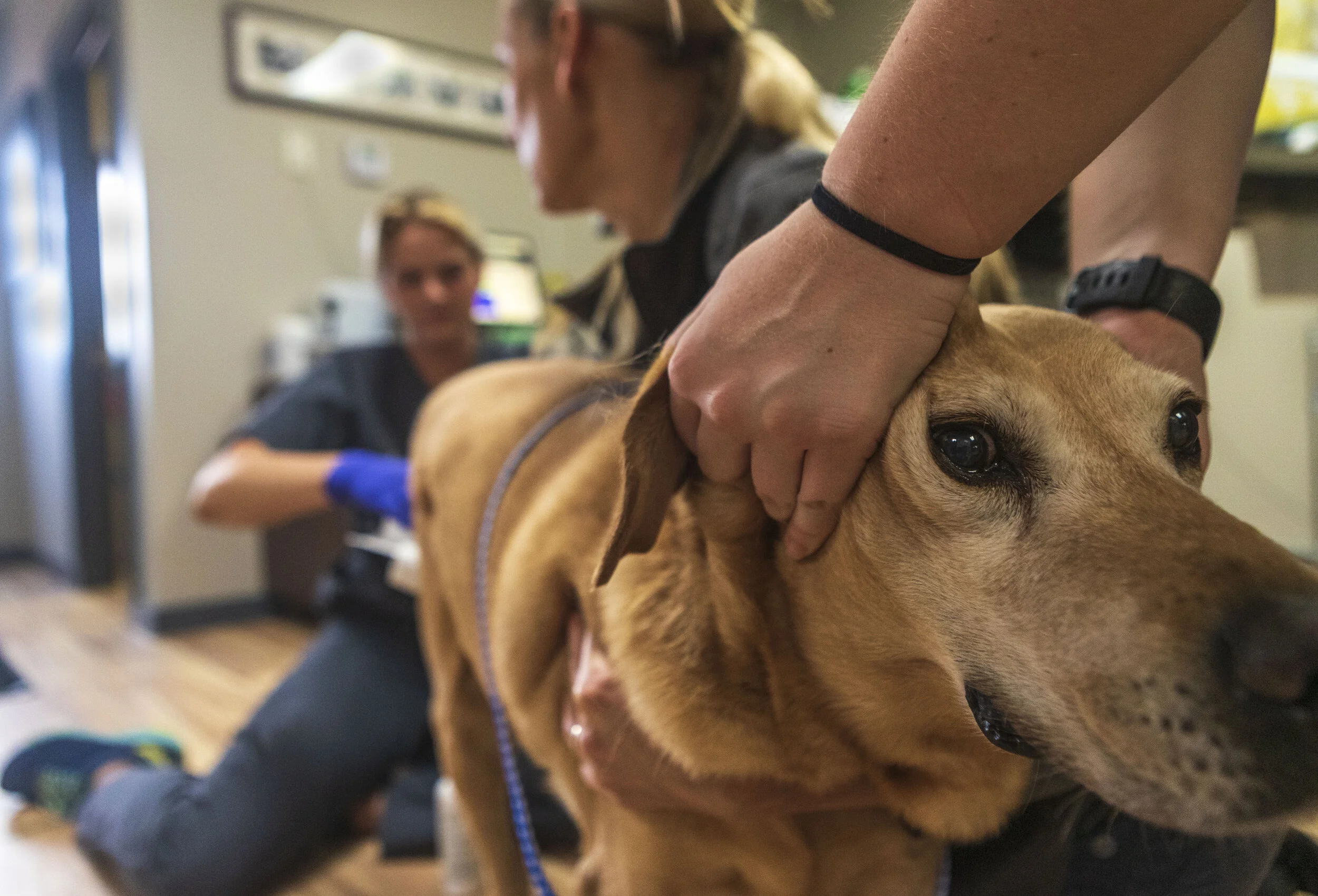  Dr. Erin Schroder checks a dog’s temperature the old fashioned way at Cedar County Veterinary Services on Monday, Jun. 10, 2019, in Hartington, Nebraska. some animals do not do well with thermometers in their mouths and it is hard to gauge their tem