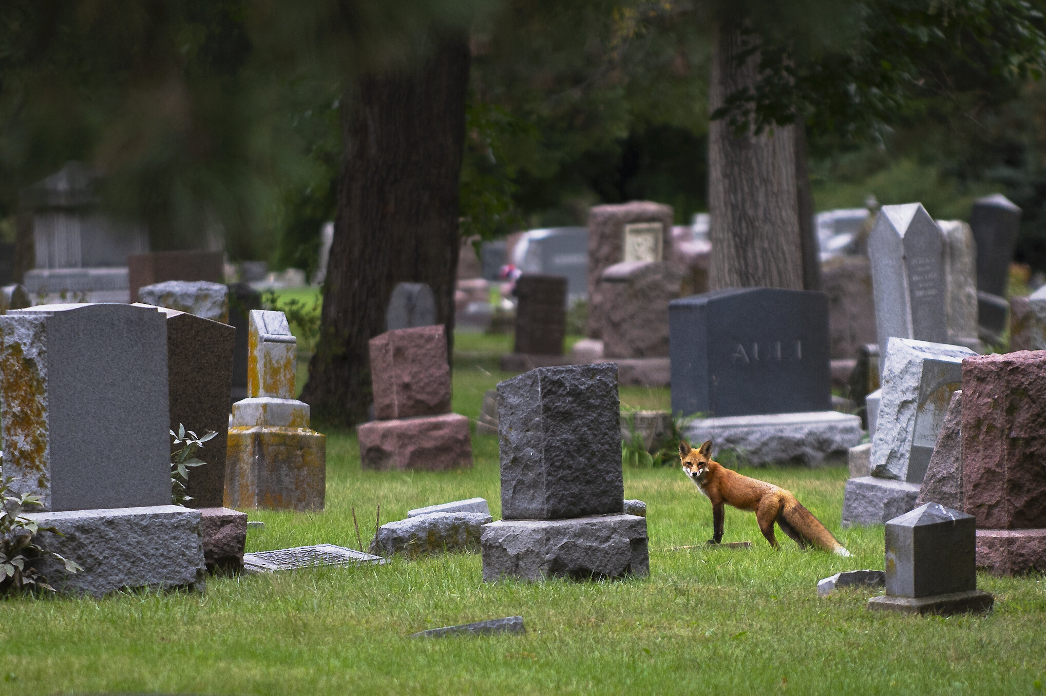 A Red Fox makes its way between headstones at Wyuka Cemetery on Sunday, September 27, 2020, in Lincoln, Nebraska. Sunday greeted Lincoln residents with cloudy skies and a high of around 78 degrees and a low of 62 degrees. KENNETH FERRIERA, Journal S