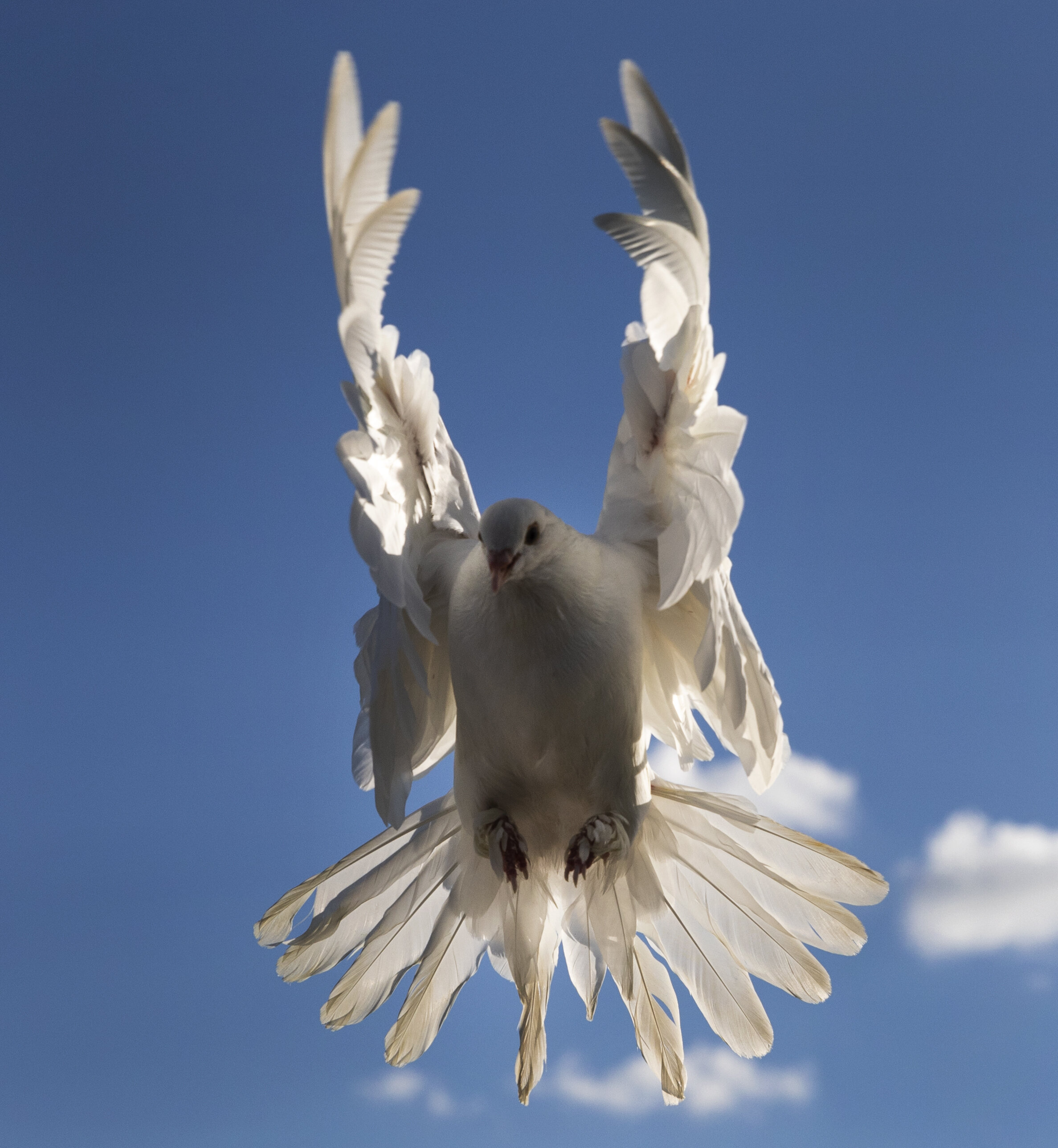  A Ukrainian Skycutter, a breed of pigeons, takes flight from the back of a pickup truck owned by trainer Hasan Kahali at Oak Lake Park on Friday, July 31, 2020. KENNETH FERRIERA, Journal Star. Khalil started training pigeons when he was a refugee in