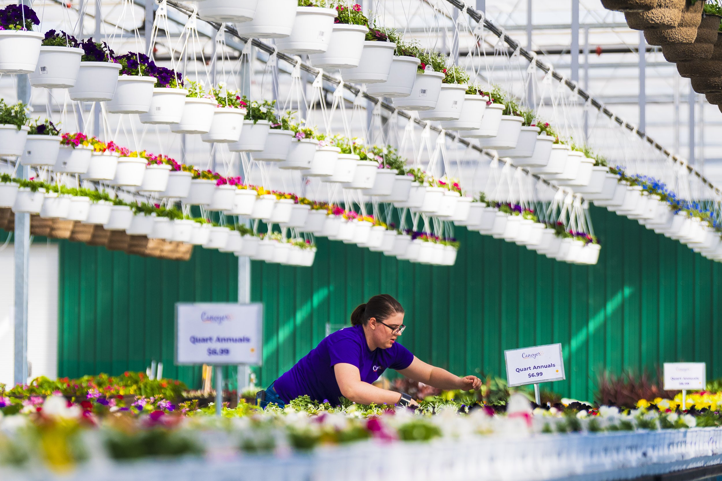  Anna Johansen organizes quarter annuals by type on the opening day for Canoyer Garden Center on Monday, April 10, 2023, in Lincoln. 