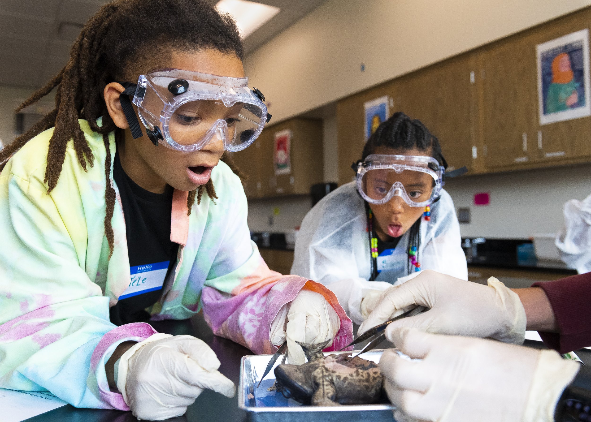  Tele Phillips and Saniyah Sims react as Science Focus Program student Henry Sline (from left) helps them to dissect a bullfrog during a hands-on learning experience for students from the Malone Center on Wednesday, April 19, 2023, at the Lincoln Chi