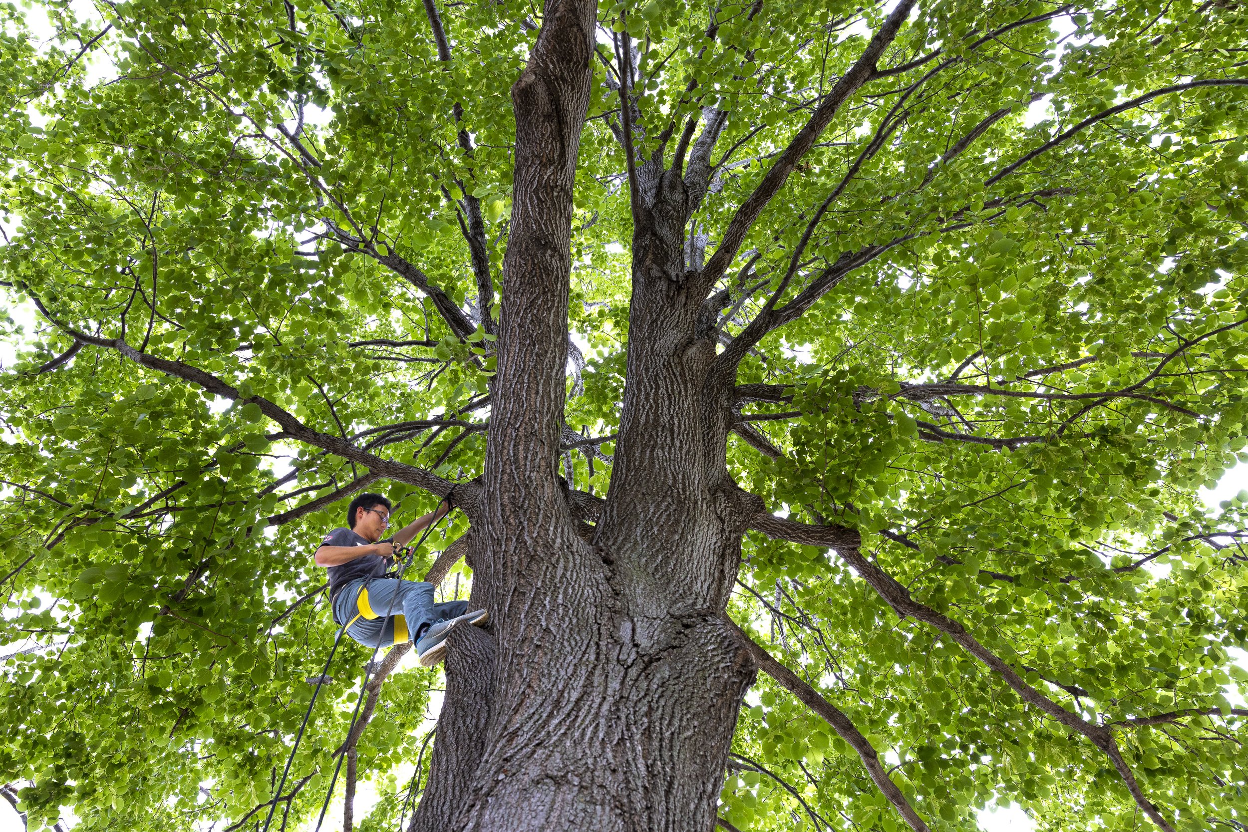  David Campbell, a recent graduate from Union college's international rescue and relief program, climbs and repels from a tree alongside Mike Mikler (not pictured) on Wednesday, June 21, 2023, at Holmes Lake Park in Lincoln. 