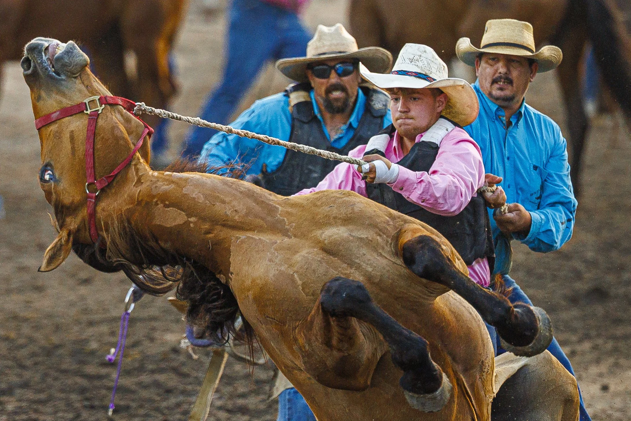  A wild horse jumps onto its back as it tries to throw off a rope held by Troy Graybill (from front) Chris Hajek, and Scott Graves as they try to saddle it during the wild horse race on the final day of Nebraska's Big Rodeo at the Garfield County Fai