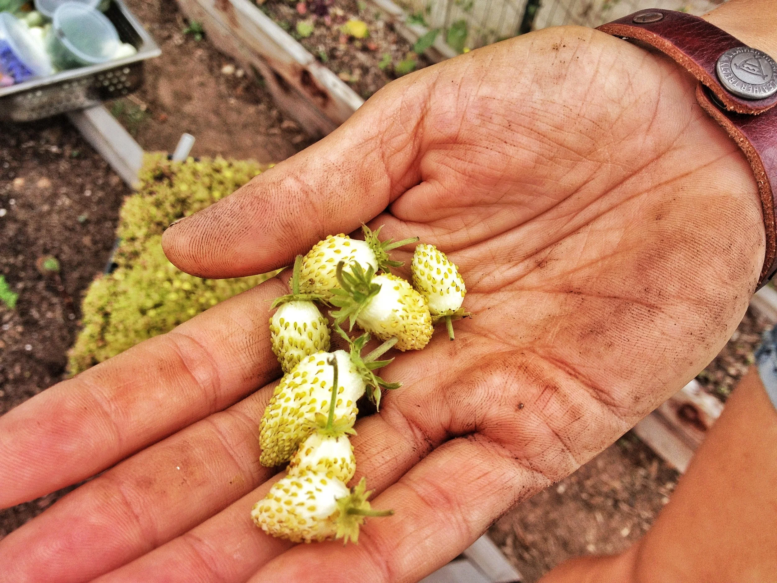 Copy of Bon Appétit I The Foraging Chef