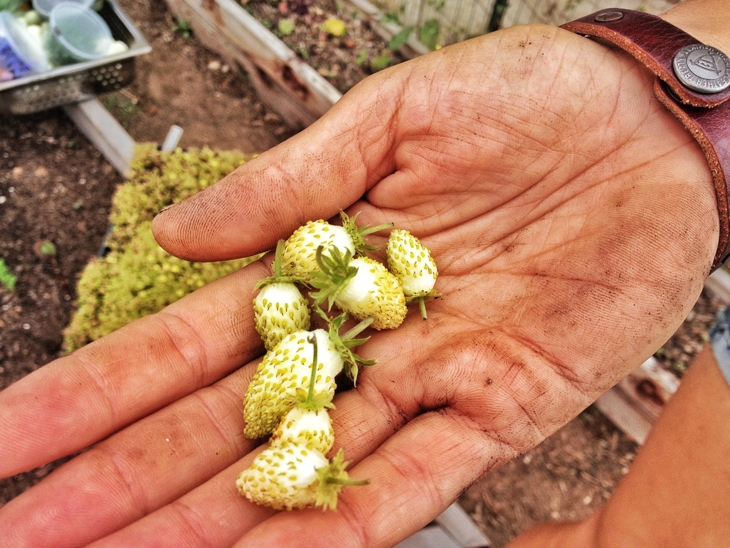 Bon Appétit I Foraging Chef I Short